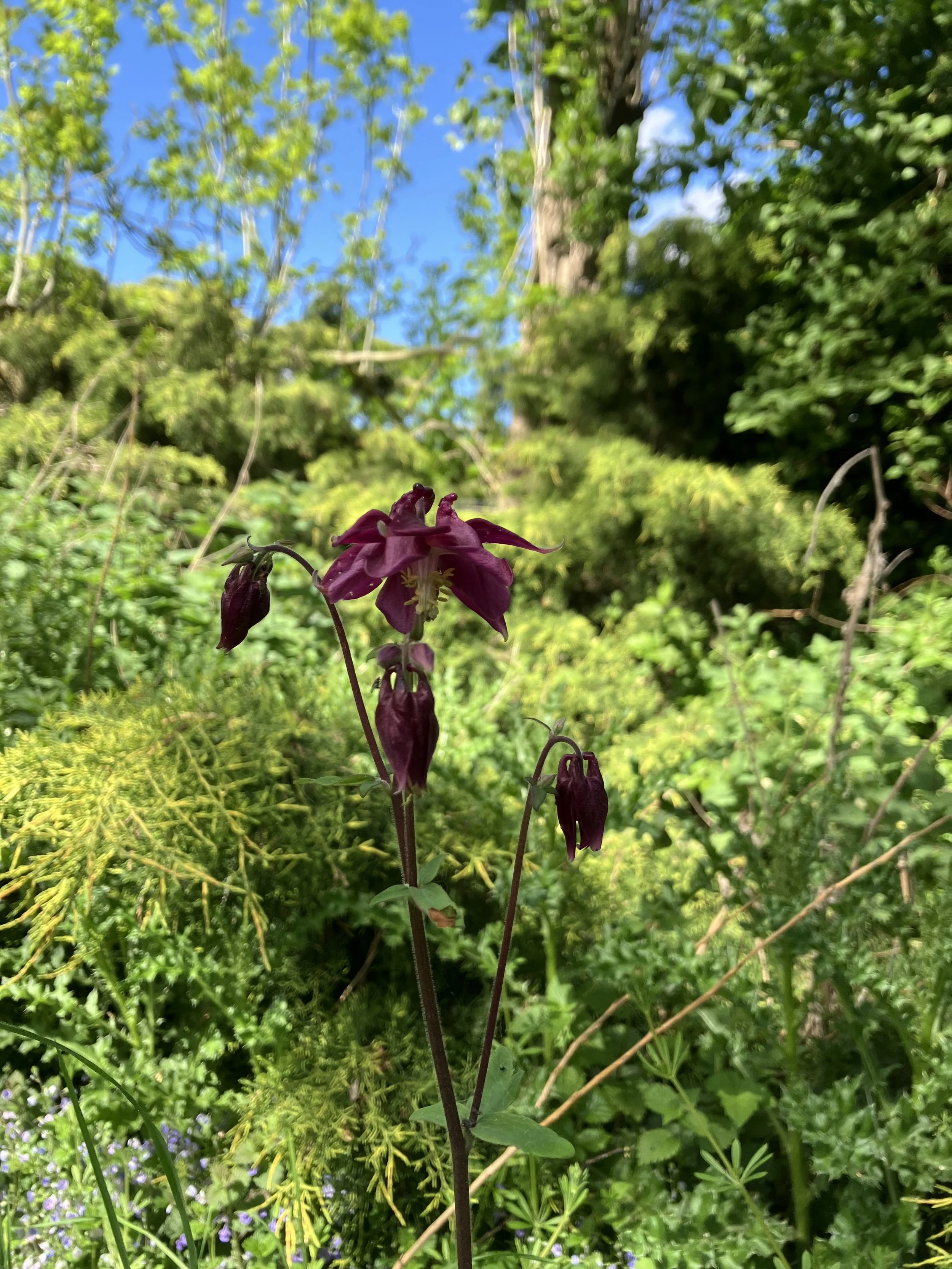 IMG_0417.jpeg