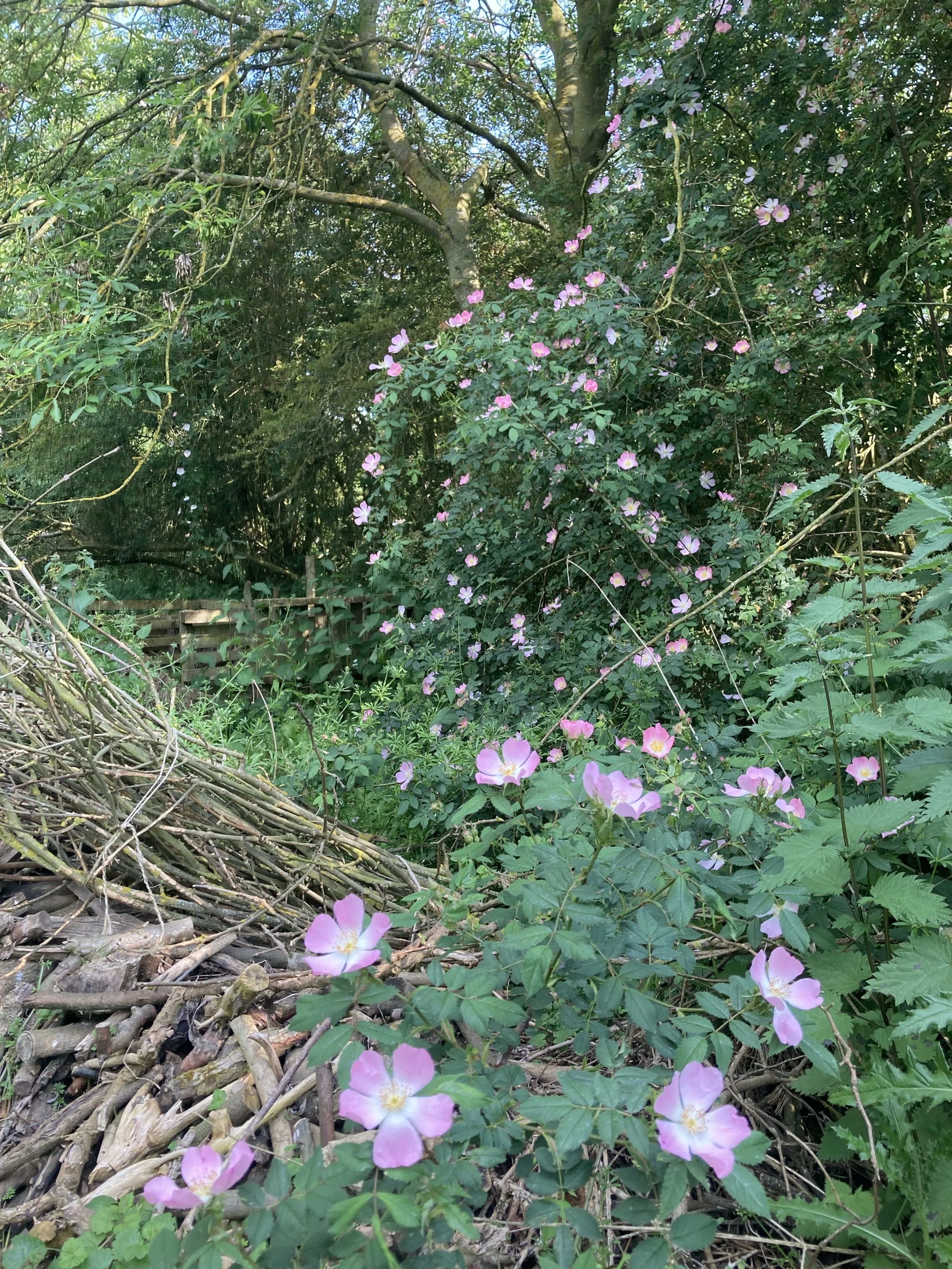 IMG_3099.jpeg