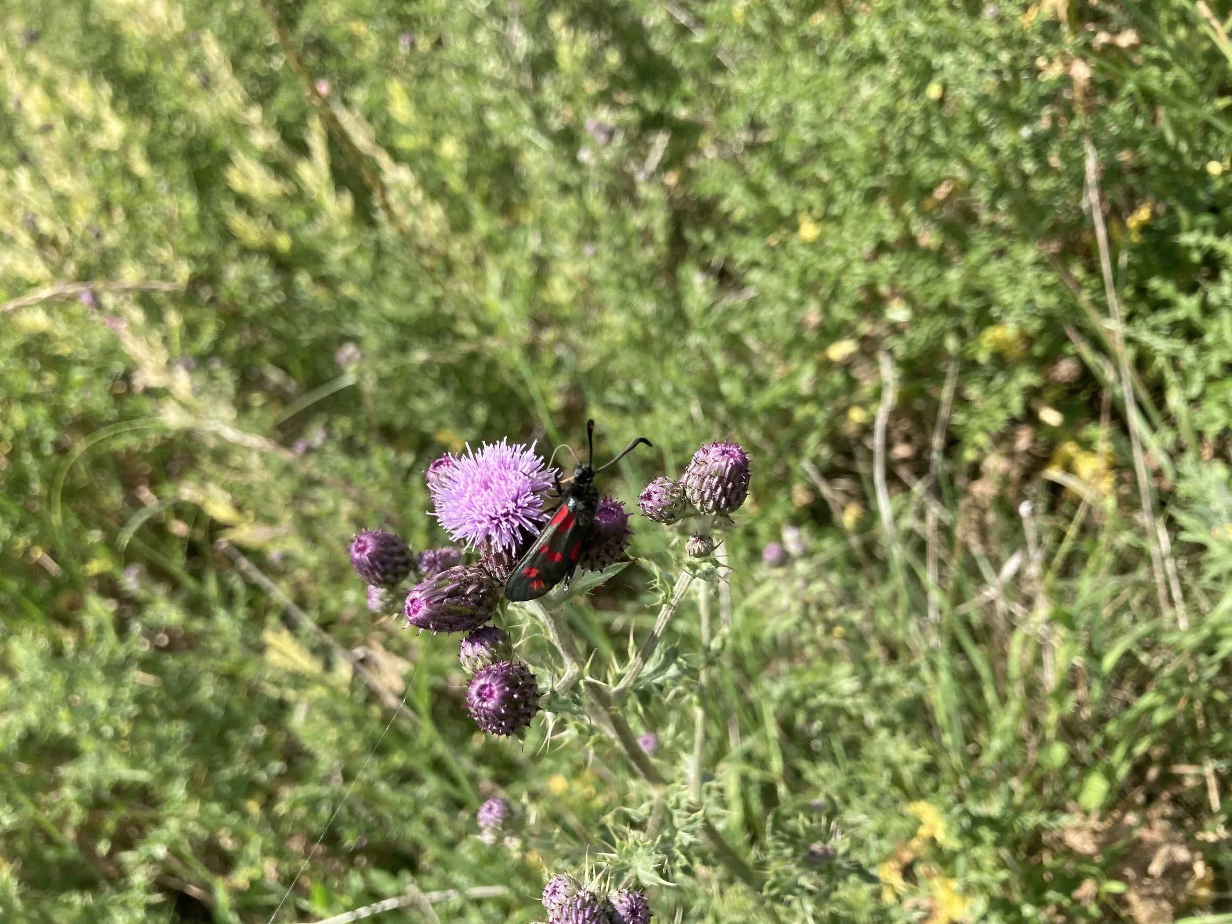 IMG_1519.jpeg