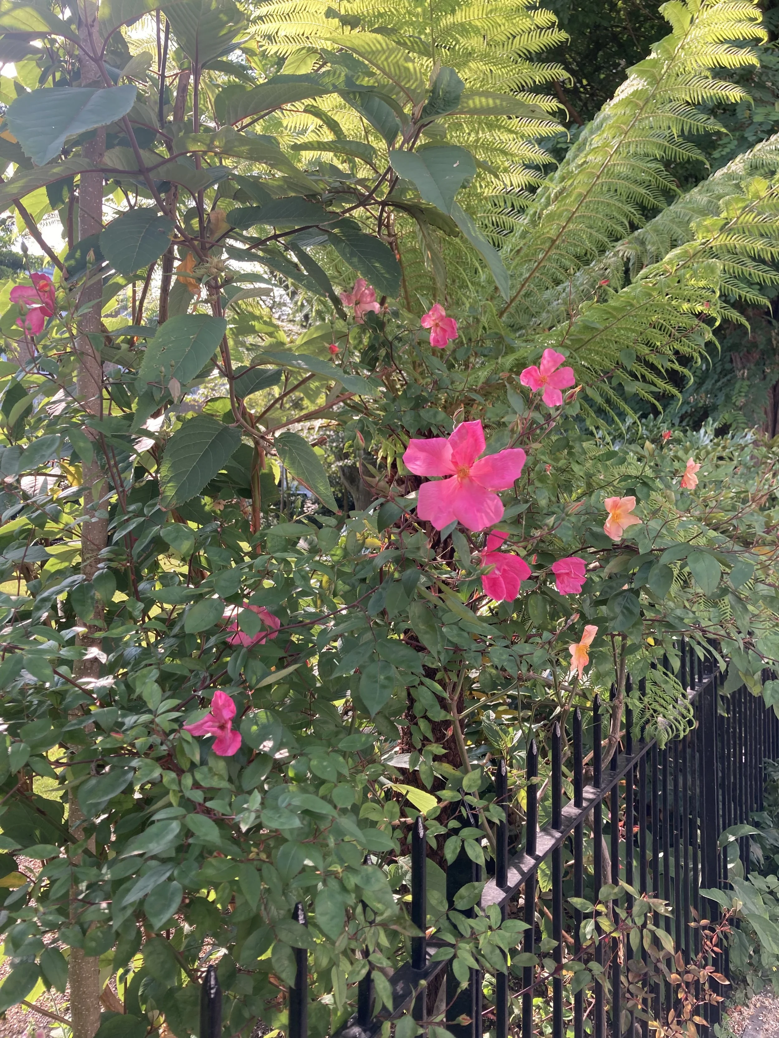 IMG_1370.jpeg