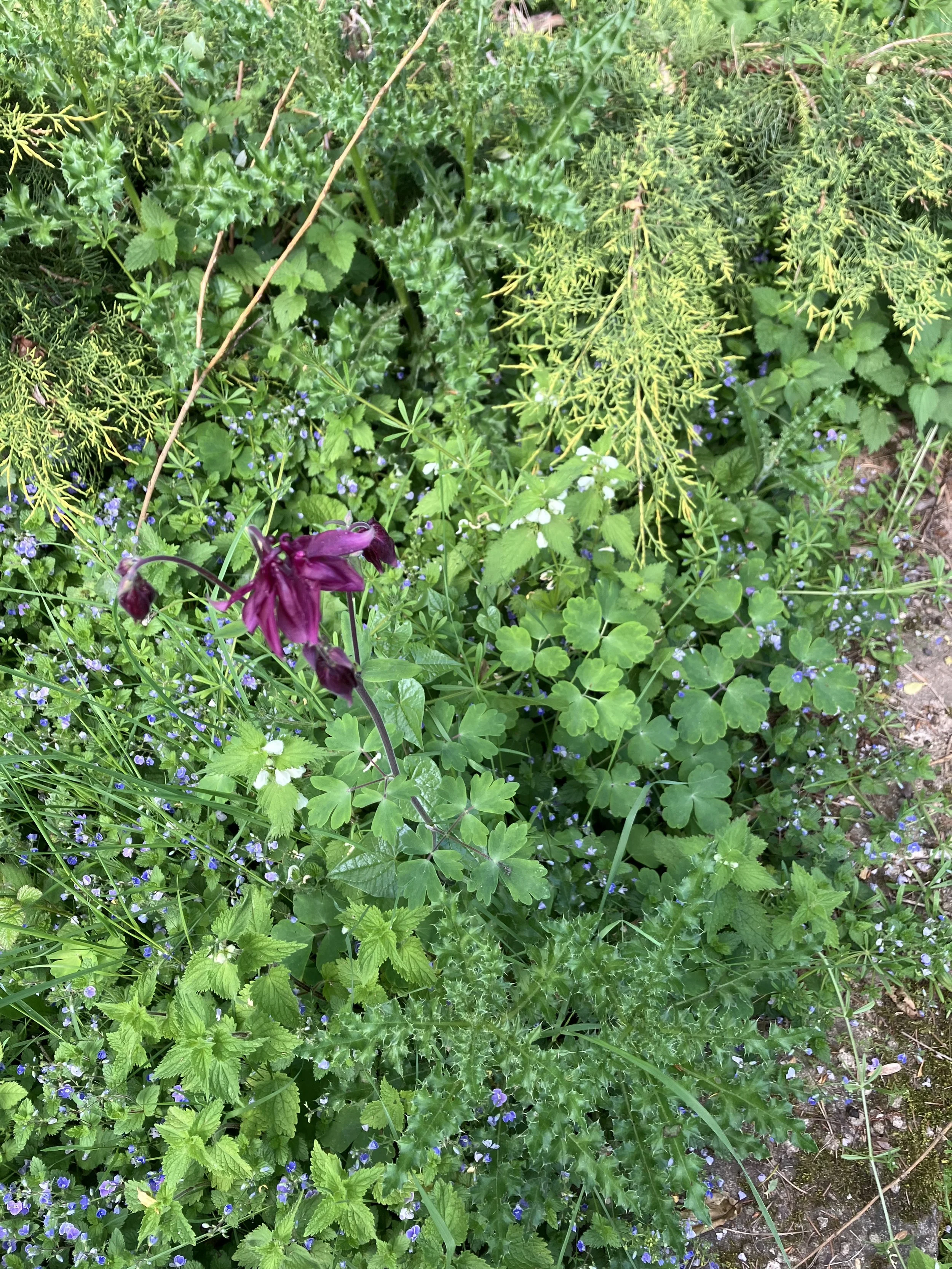 IMG_0419.jpeg
