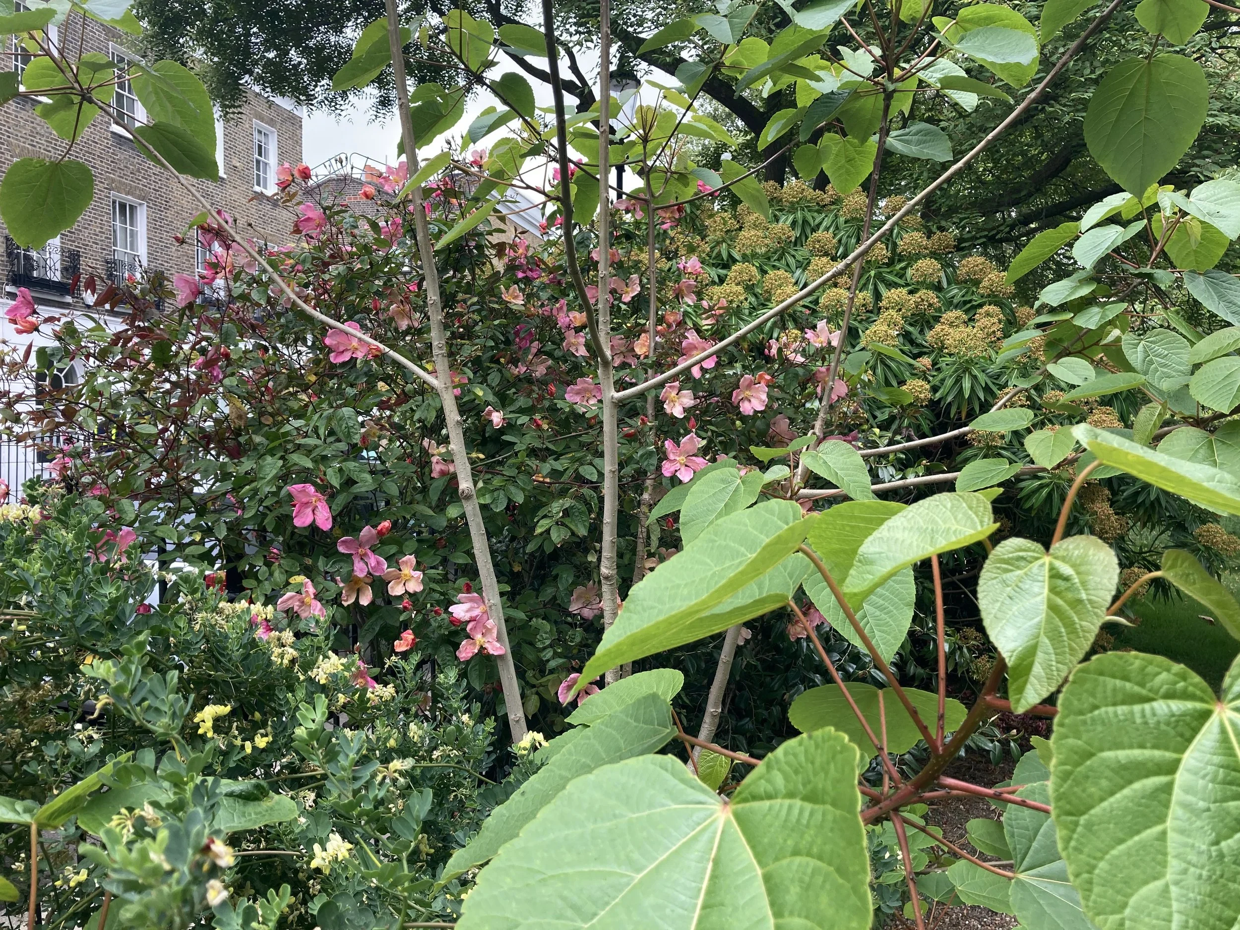 IMG_0607.jpeg