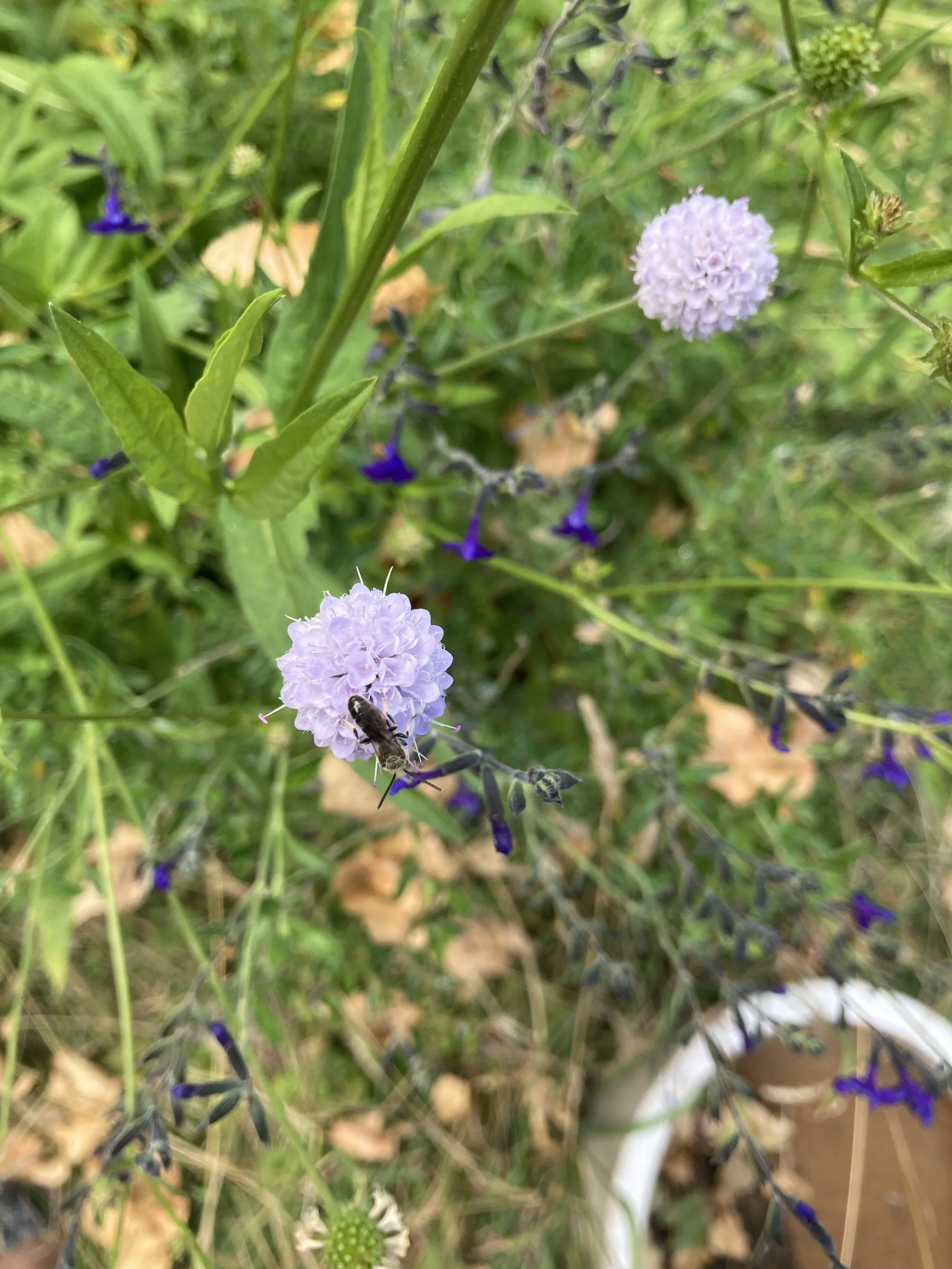 IMG_2409.jpeg