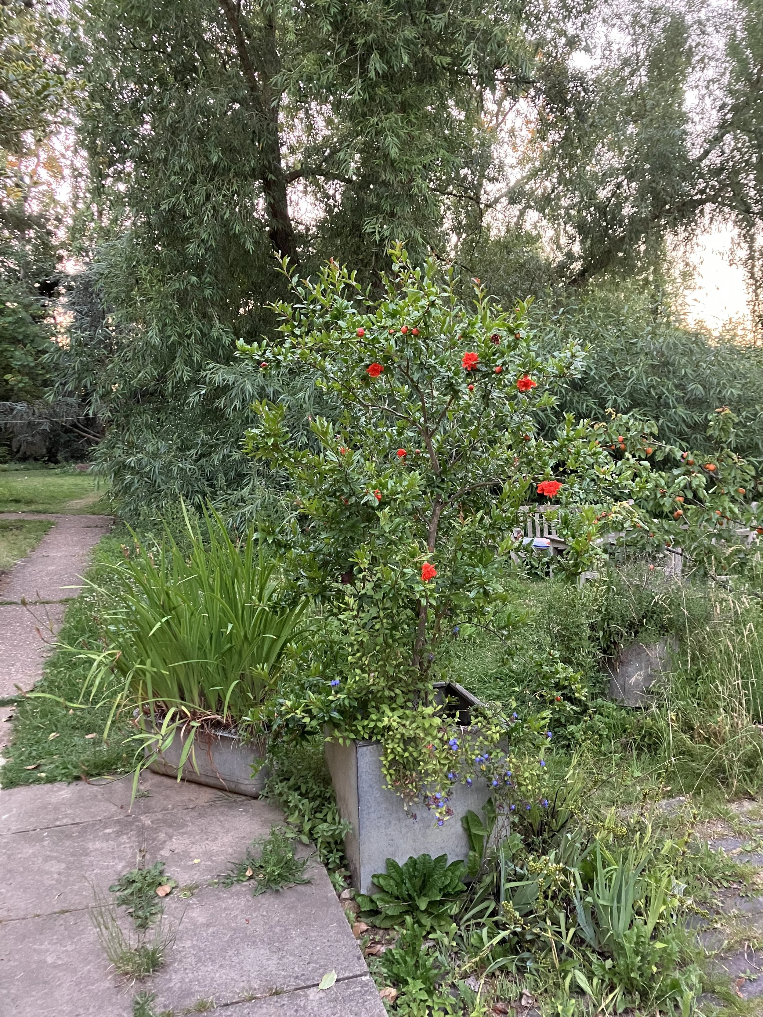 IMG_1044.jpeg