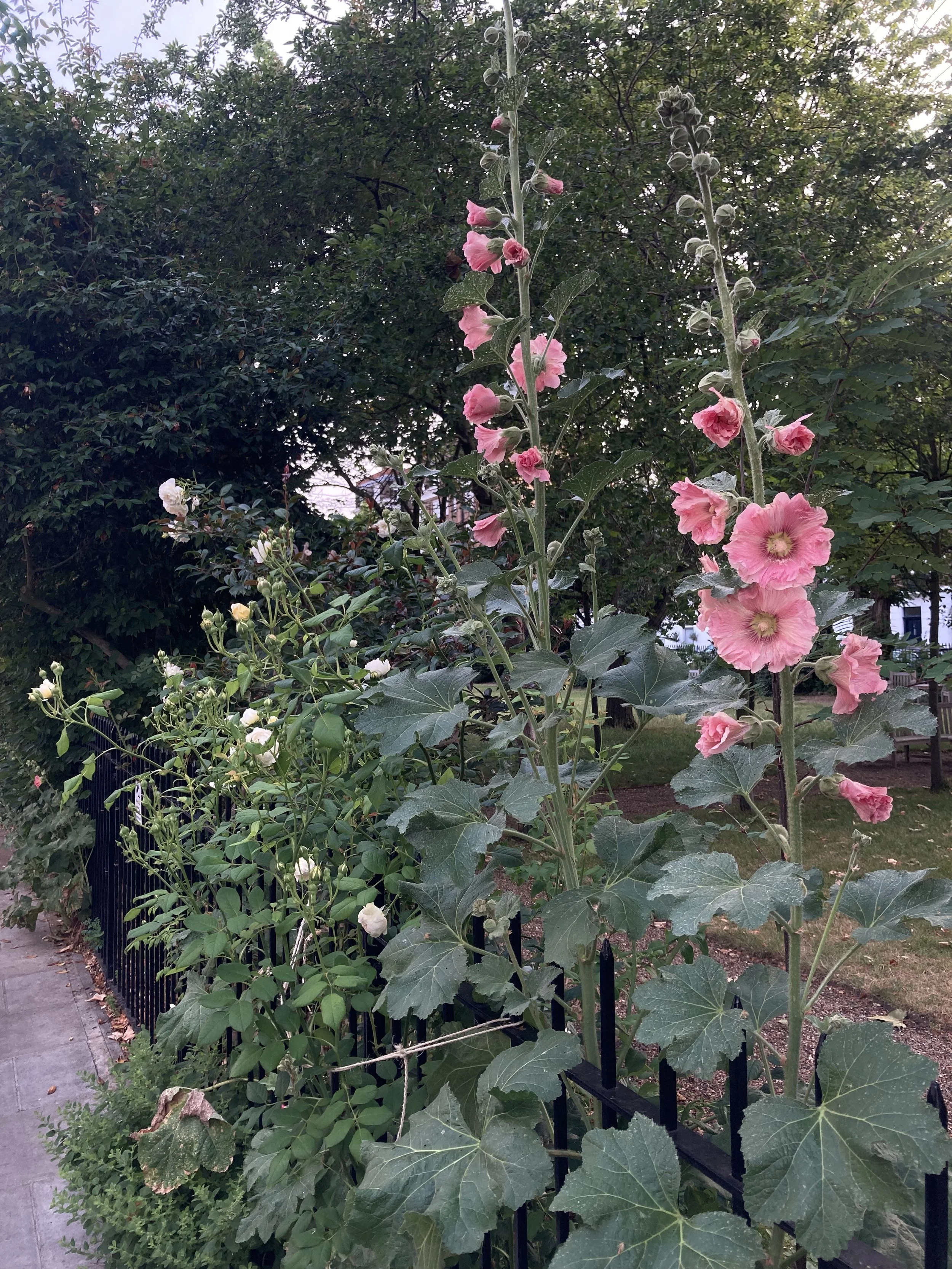 IMG_3469.jpeg