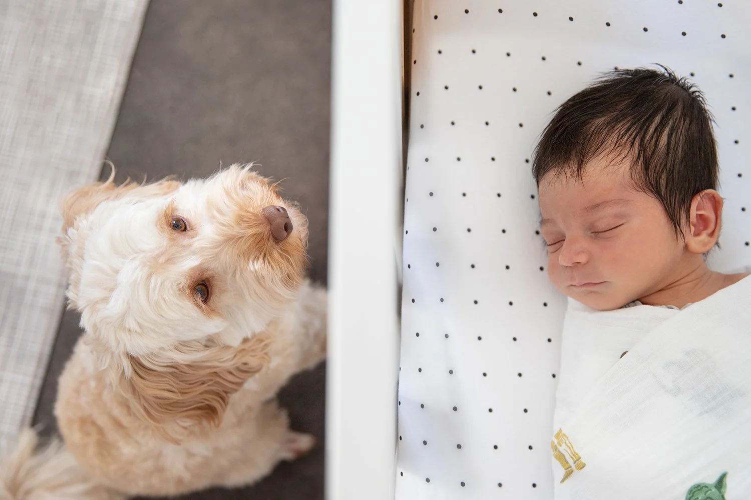 A dog looking up to the left and a sleeping baby lying on a bed with white sheets and small black polka dots.