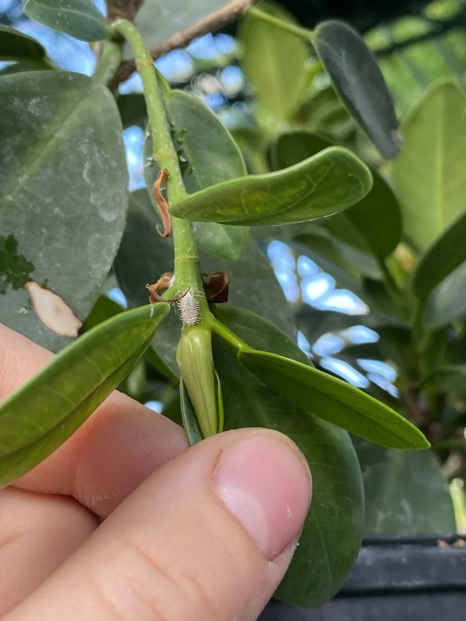 Pest Identification & Treatment