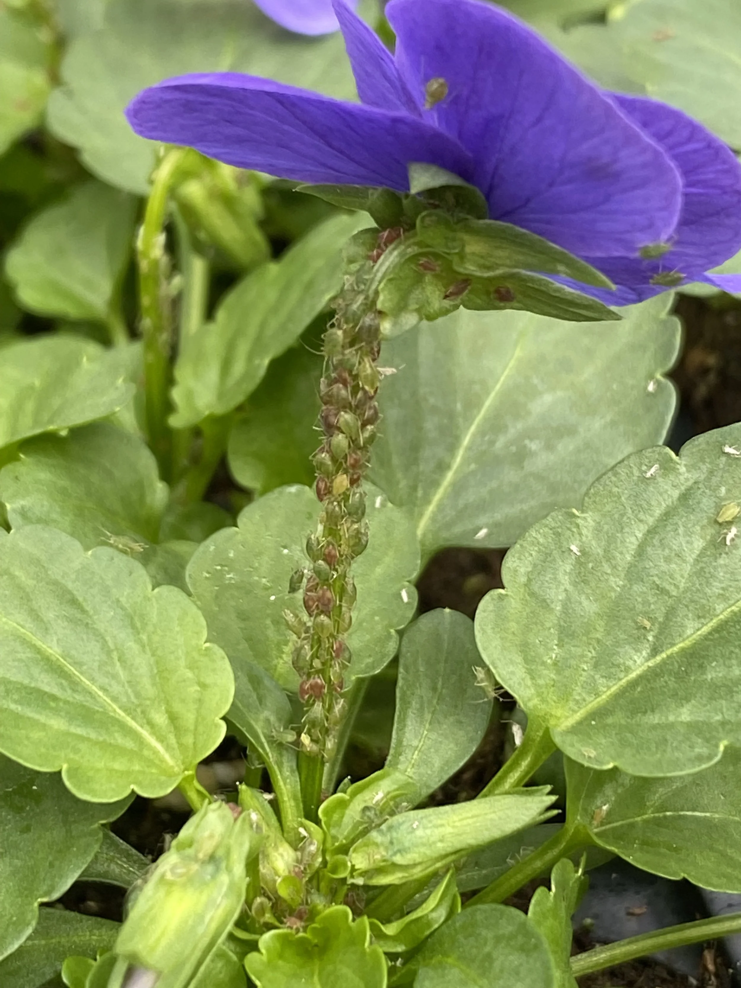 aphid.jpeg