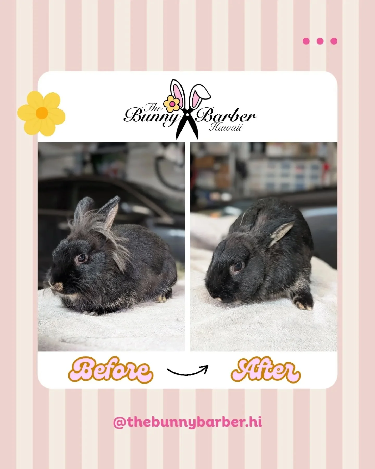 ✨Ebony✨ is THAT girl 💅🏼. She's cute with or without her fluff 😆.
.
Ready to book? DM to inquire 🐰🐷
.
#thebunnybarberhi #rabbitsofhawaii #smallanimalgrooming #rabbitgrooming #smallbusinessowner