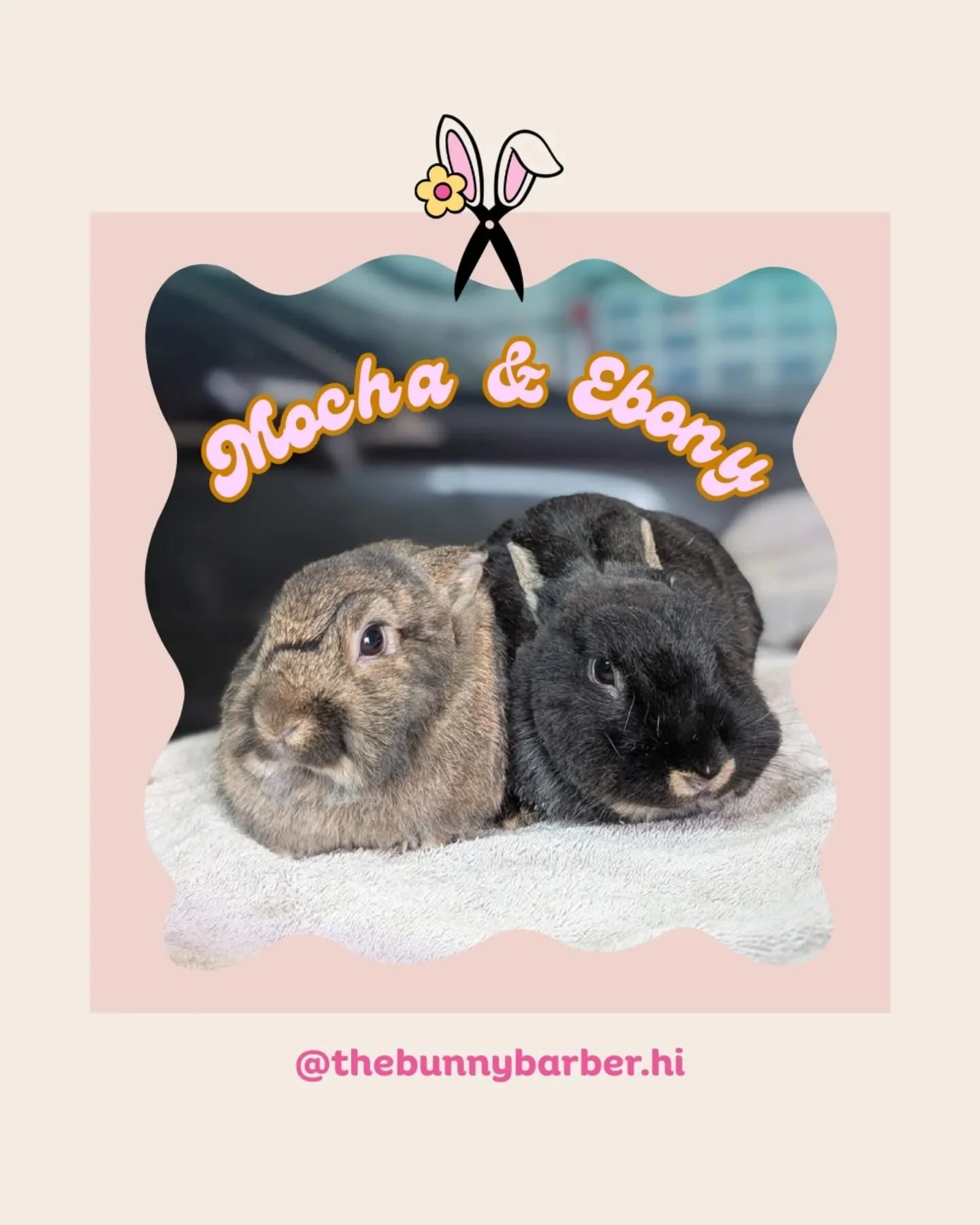 ✨Mocha &amp; Ebony✨ Just two buns living a life of luxury and endless spa days🐰🐰Thank you to @betterbunnyhawaii , @hawaiirabbitry &amp; their mommy @deycallmikela for giving these cuddle bugs a second chance. They're forever spoiled 🫶🏼
.
Ready to