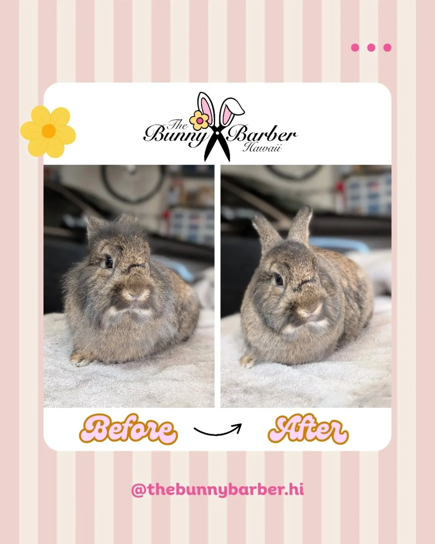 ✨Mocha✨ Literally the sweetest boy! He got a tidy up groom to tame his crazy lionhead fur but tbh I'm pretty sure he only came for the cuddles 😆🫶🏻. 
.
Ready to book? DM to inquire 🐰🐷
.
#thebunnybarberhi #rabbitsofhawaii #smallanimalgrooming #rab
