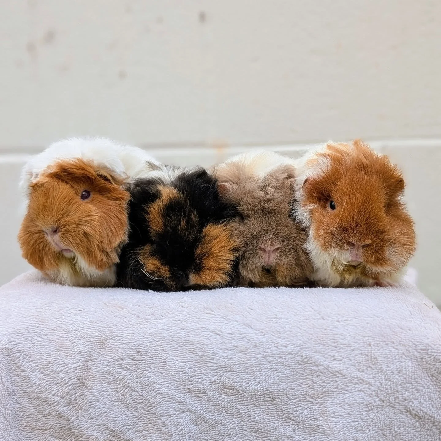 🎀 Guinea girls, guinea sisters! 🎀 (The cheetah girls sound was a must lol)
.
Left to right: Rue, Mamba, Sam &amp; Gigi 👭👭
.
#guineapiggrooming #guineapigcare #guineapigsofinstagram #hawaiigroomer #smallanimalgrooming #exoticanimalgrooming #hawaii