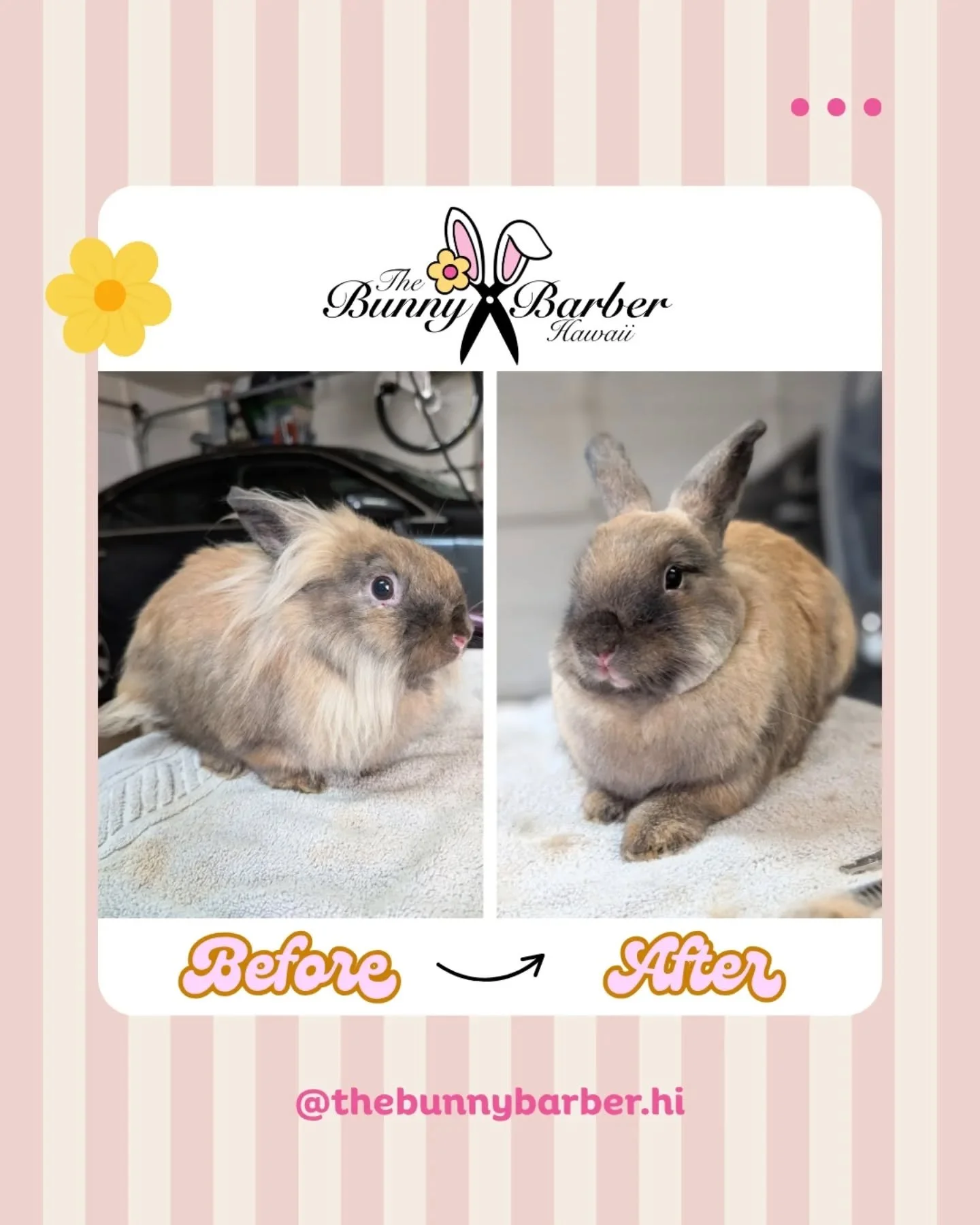 Peanut's first haircut ✅ He did so amazing today. Just sat there like royalty 🤣. Such a sweet boy!! Thank you for coming by @just_jocxo 🫶🏻
.
#rabbitsofhawaii #thedodo #hawaiibusiness #rabbitgrooming #thebunnybarberhi