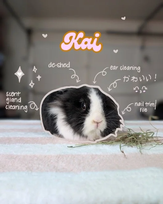 First groom sesh for Kai ✨🫶🏼 #thebunnybarberhi #hawaiibusiness #rabbitgrooming #guineapiggrooming #rabbitsofhawaii