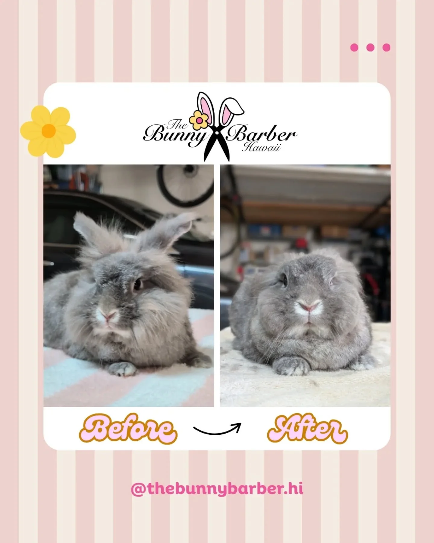 ✨ Paki's first groom ✨
.
#thebunnybarberhi #hawaiibusiness #rabbitgrooming #guineapiggrooming #rabbitsofhawaii