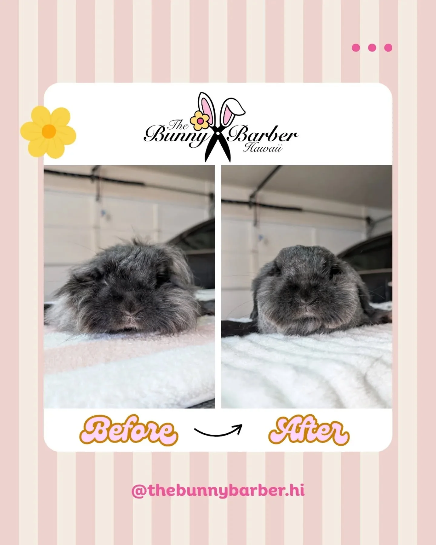 ✨Bunny✨ before &amp; after 😍🥰
.
#thebunnybarberhi #rabbitgrooming #rabbitsofhawaii #rabbitofinstagram #rabbitlove