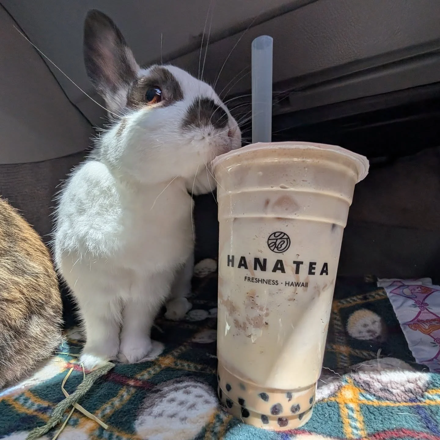 Can I have a sip? 🤣🐰