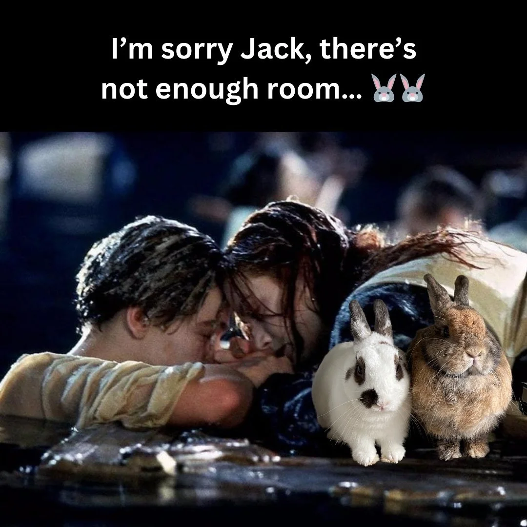 Sorry 🐰🤣