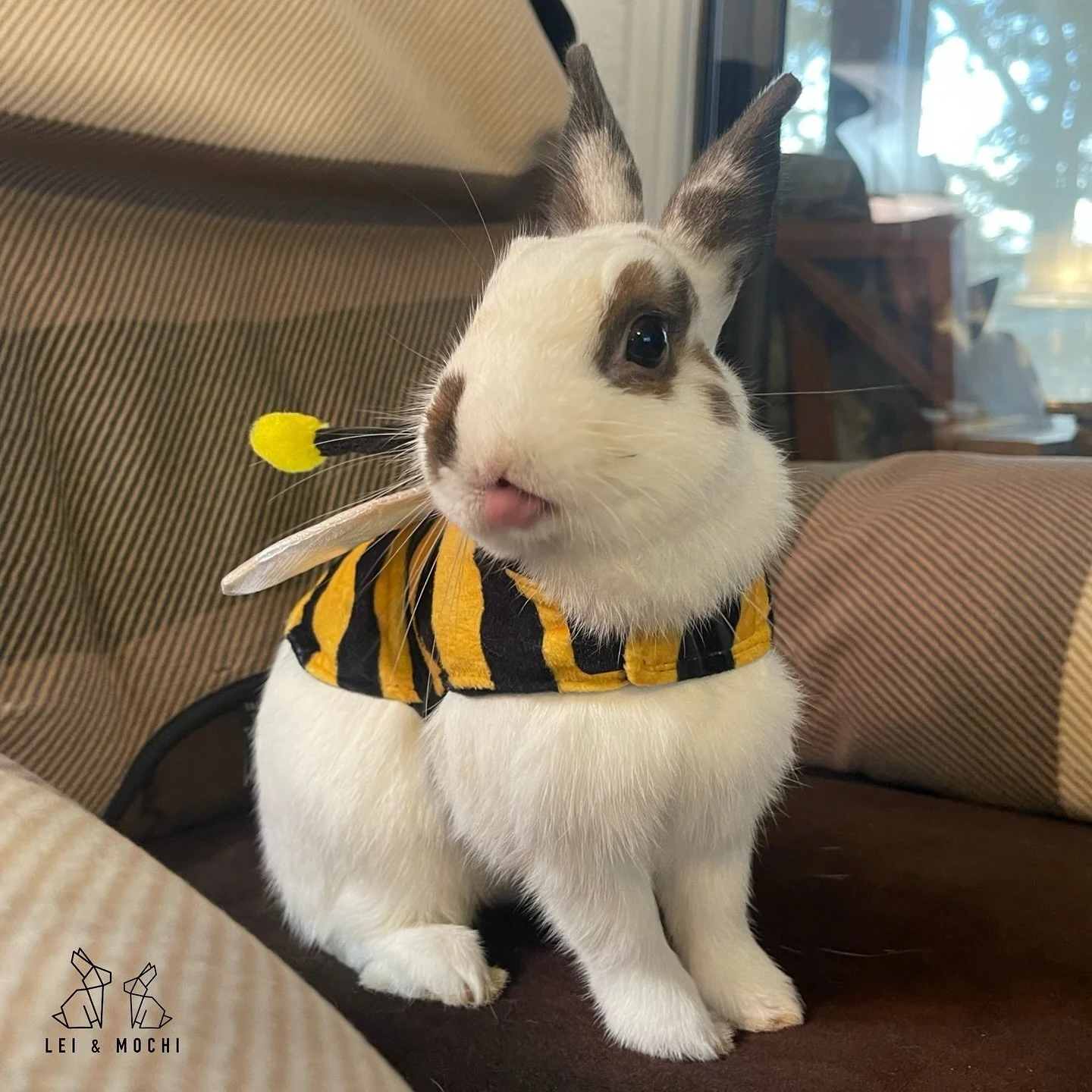 Tongues out stingers out 🐝🎃👻
.
#leiandmochi #bunny #bunniesofinstagram #rabbitsofinstagram #hollandlop #netherlanddwarf #minirex #thedodo #pets_of_instagram #weeklyfluff #bunniesoftheworld #pawsome #rabbitlove #petsofinsta #rabbitlover #dailyfluff