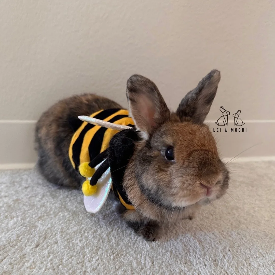 Bzzzz&hellip; guess what! It&rsquo;s Halloween!! 🎃🐝😆
.
#leiandmochi #bunny #bunniesofinstagram #rabbitsofinstagram #hollandlop #netherlanddwarf #minirex #thedodo #pets_of_instagram #weeklyfluff #bunniesoftheworld #pawsome #rabbitlove #petsofinsta 
