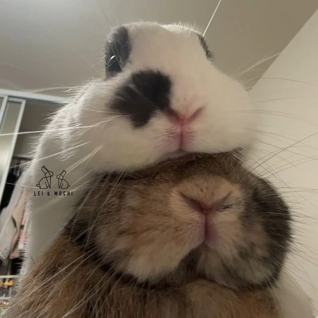 🐰🥞🫶🏼