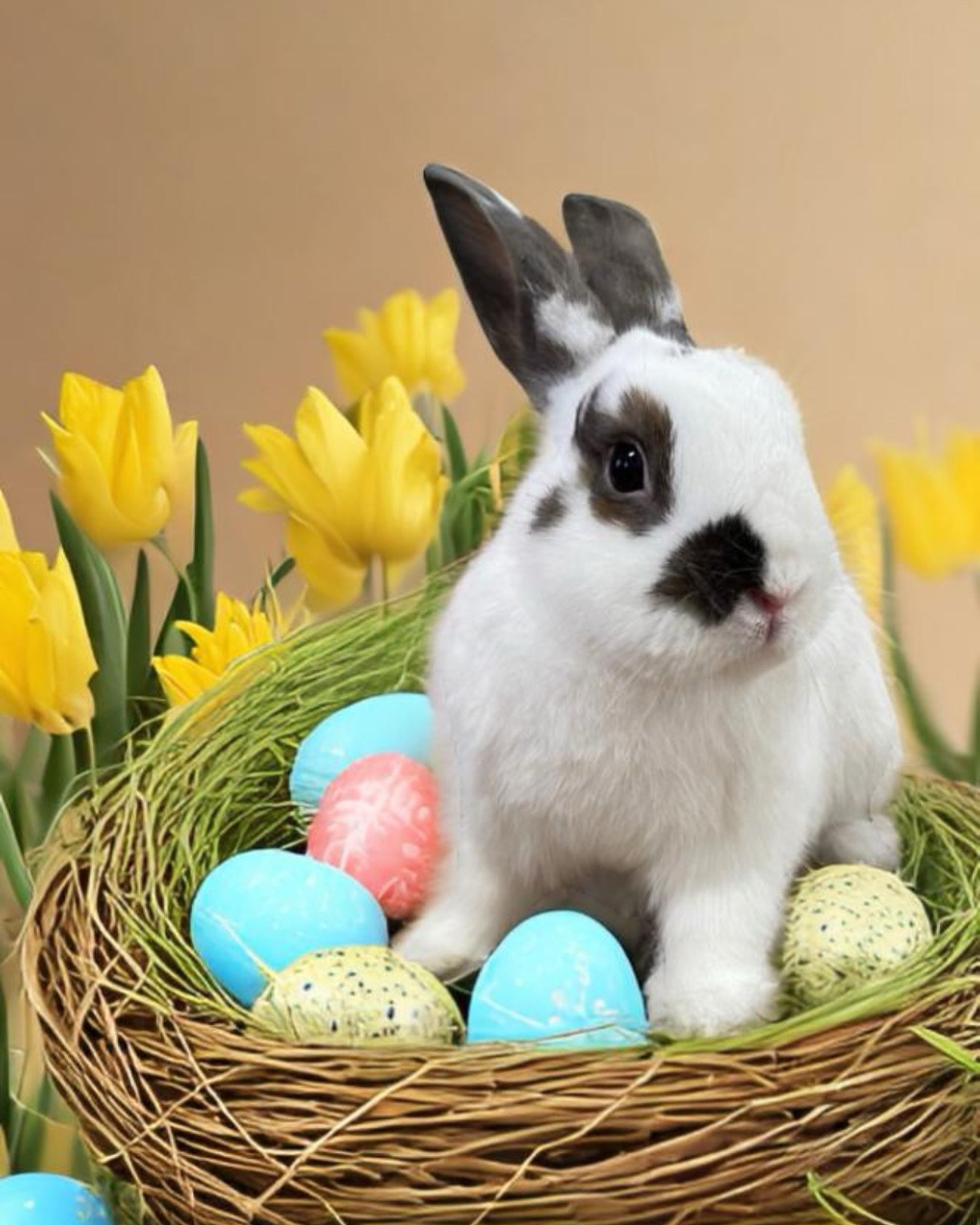 Half Easter bunny, half mochi 🐰🍡
(3 of 3)
.
.
.
#leiandmochi #bunny #bunniesofinstagram #rabbitsofinstagram #hollandlop #netherlanddwarf #minirex #thedodo #pets_of_instagram #weeklyfluff #bunniesoftheworld #pawsome #rabbitlove #petsofinsta #rabbitl