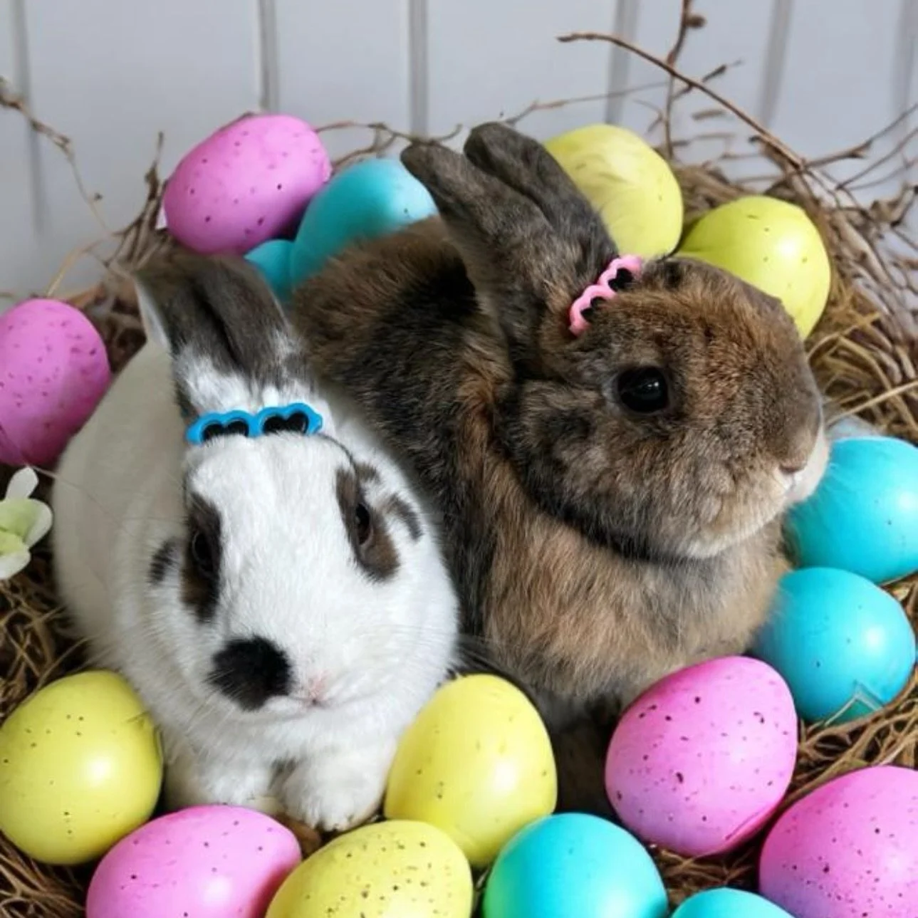 Easter bunnies 🐰🐰 -Leilei &amp; Mochi 
(2 of 3)
.
.
.
#leiandmochi #bunny #bunniesofinstagram #rabbitsofinstagram #hollandlop #netherlanddwarf #minirex #thedodo #pets_of_instagram #weeklyfluff #bunniesoftheworld #pawsome #rabbitlove #petsofinsta #r