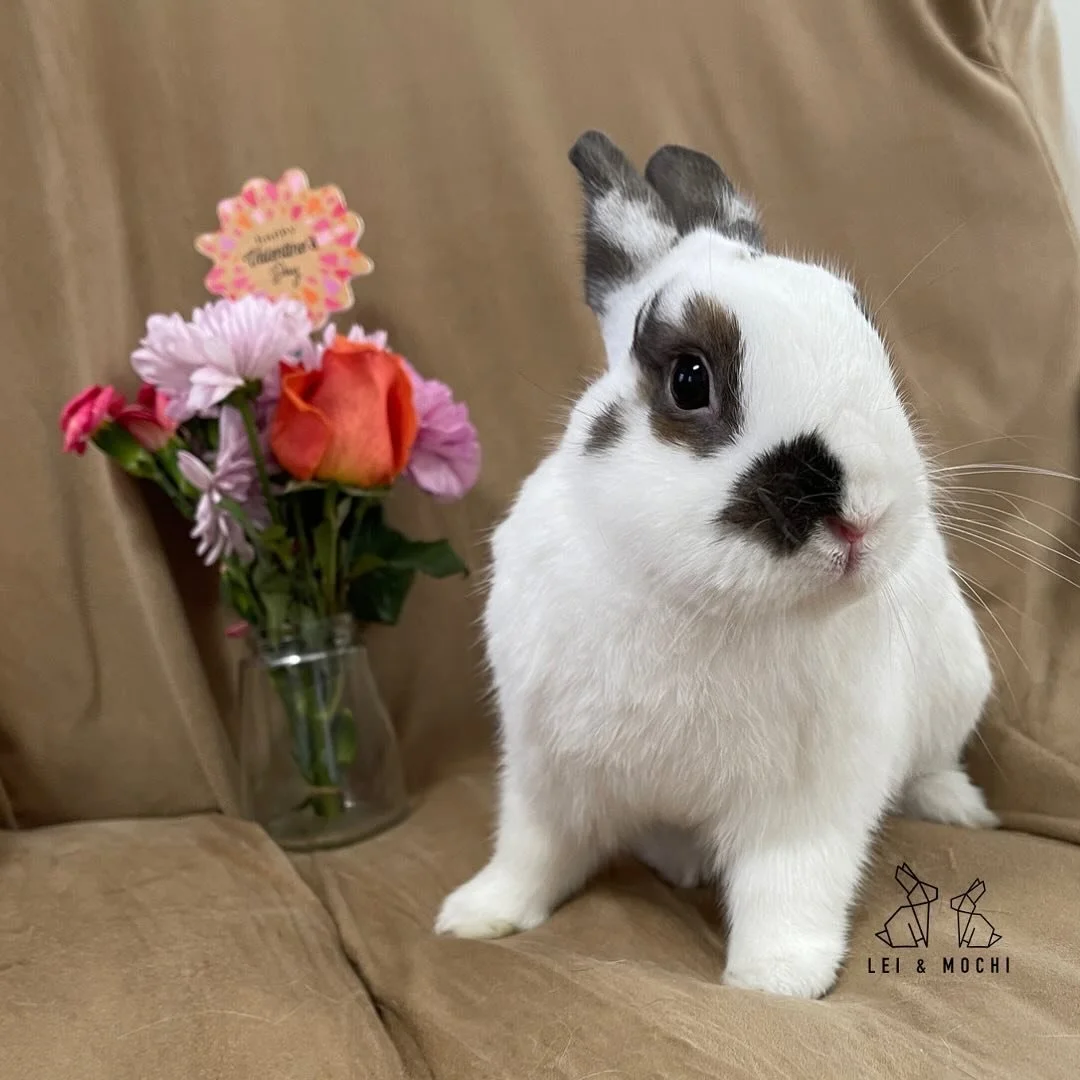 Hoppy Valentines Day! 🐰❤️🐰
XOXO, Lei &amp; Mochi