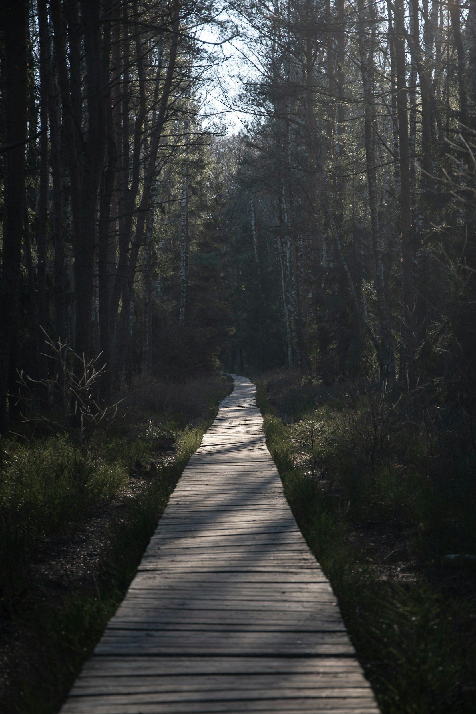 A wooden boardwalk path winding through a forest with tall, leafless and evergreen trees, under a clear sky with sunlight filtering through the branches.