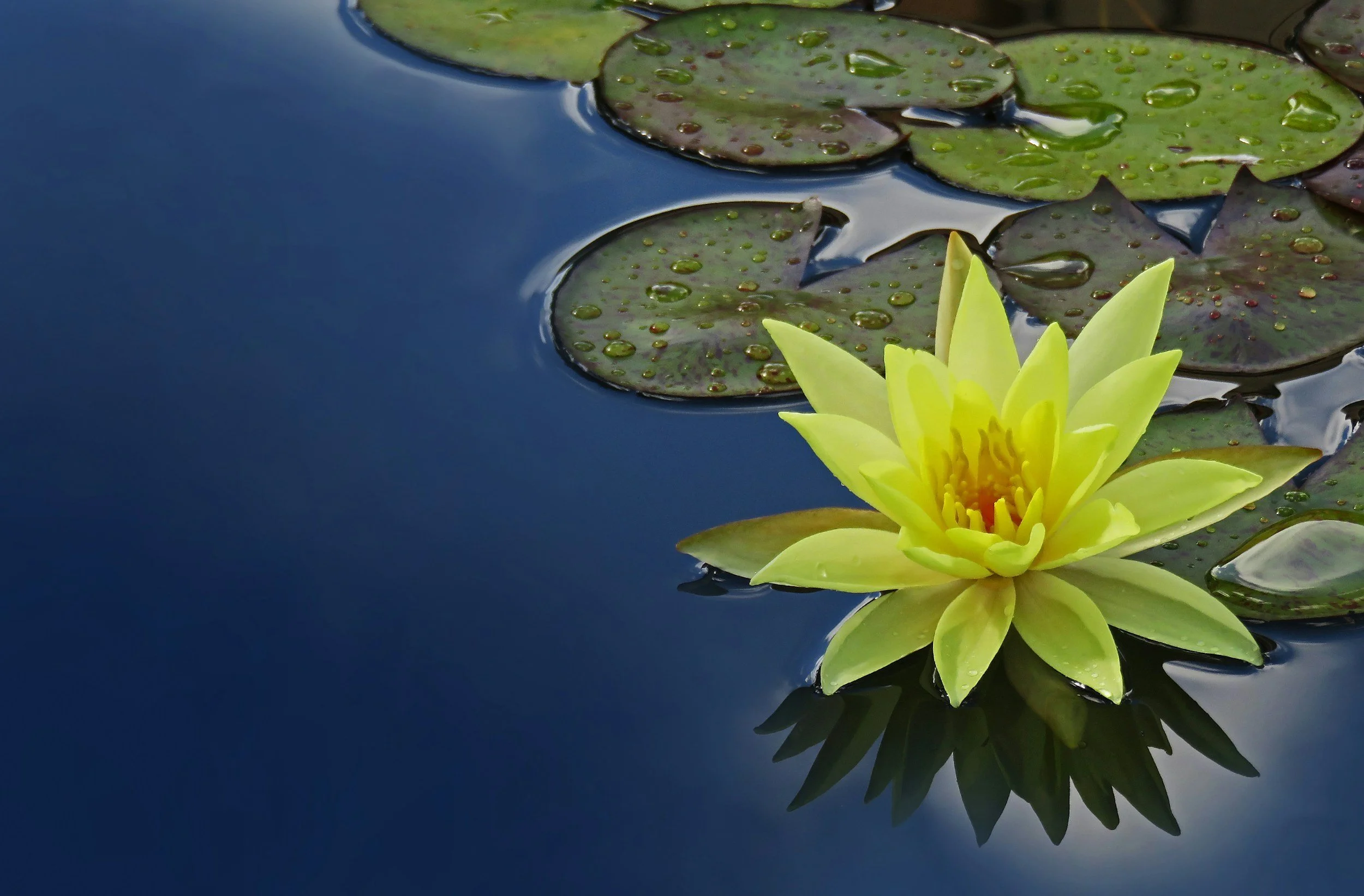 A yellow water lily flower floating on dark water with lily pads nearby.