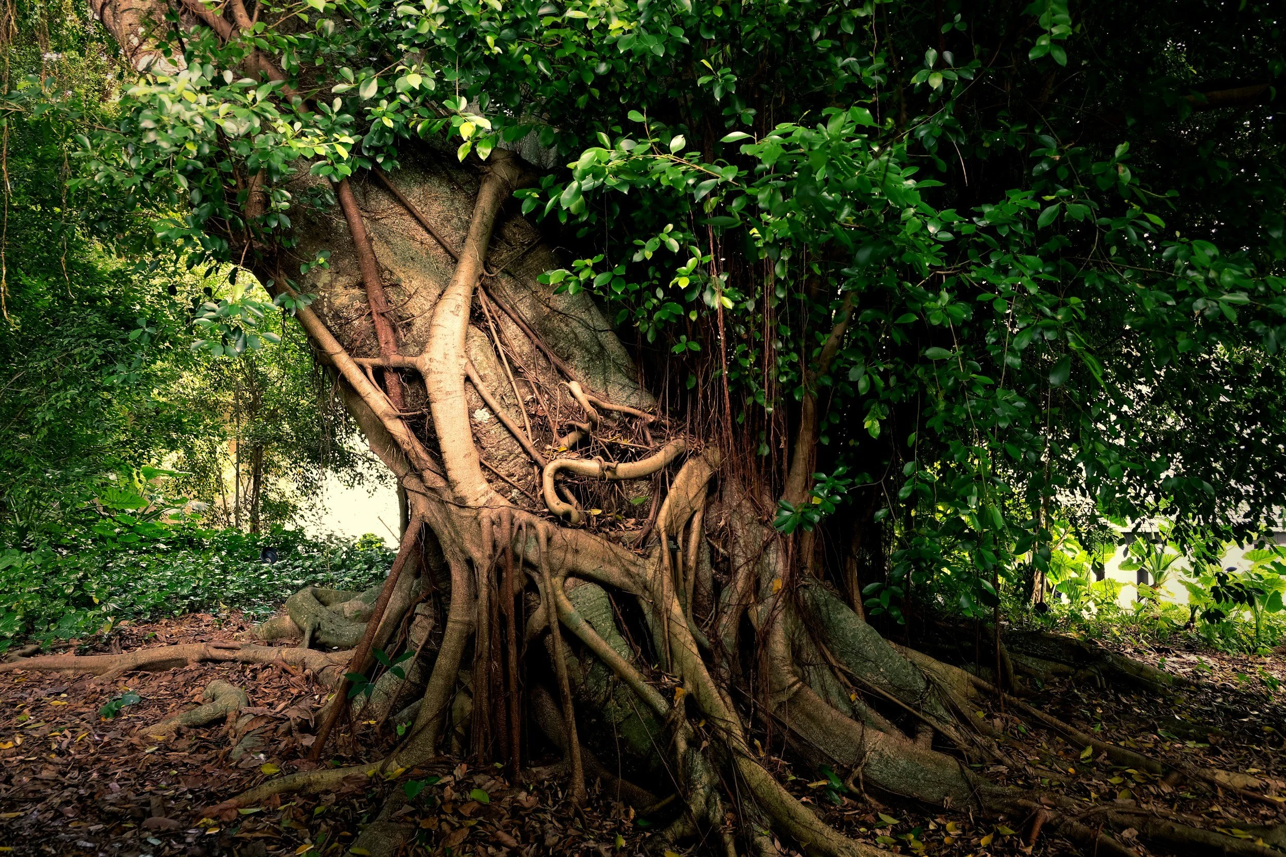 A large tree growing in a forest with thick roots, vines, and green leaves.