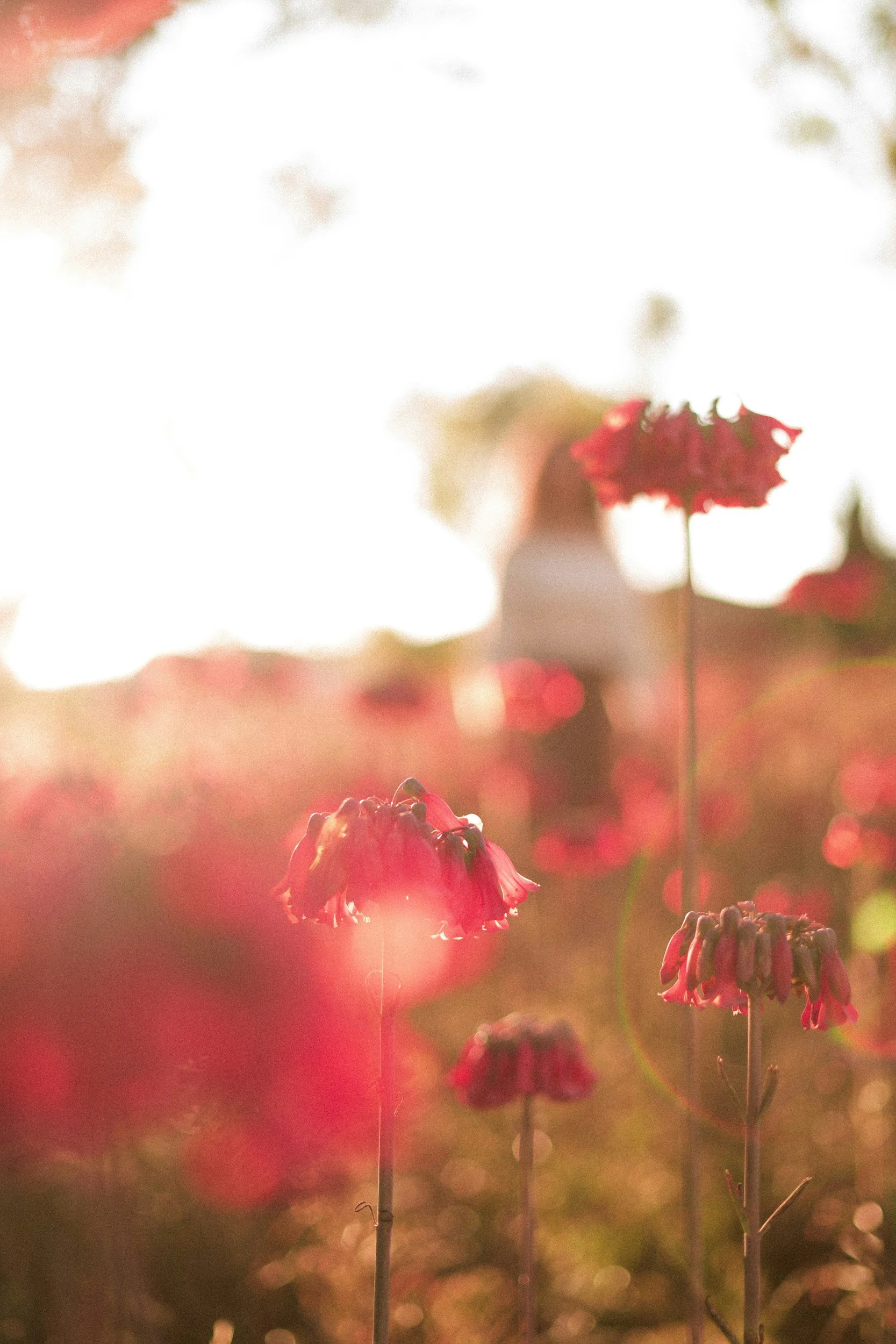 Close-up of pink flowers with a blurry background and a person standing in the distance, backlit by sunlight.