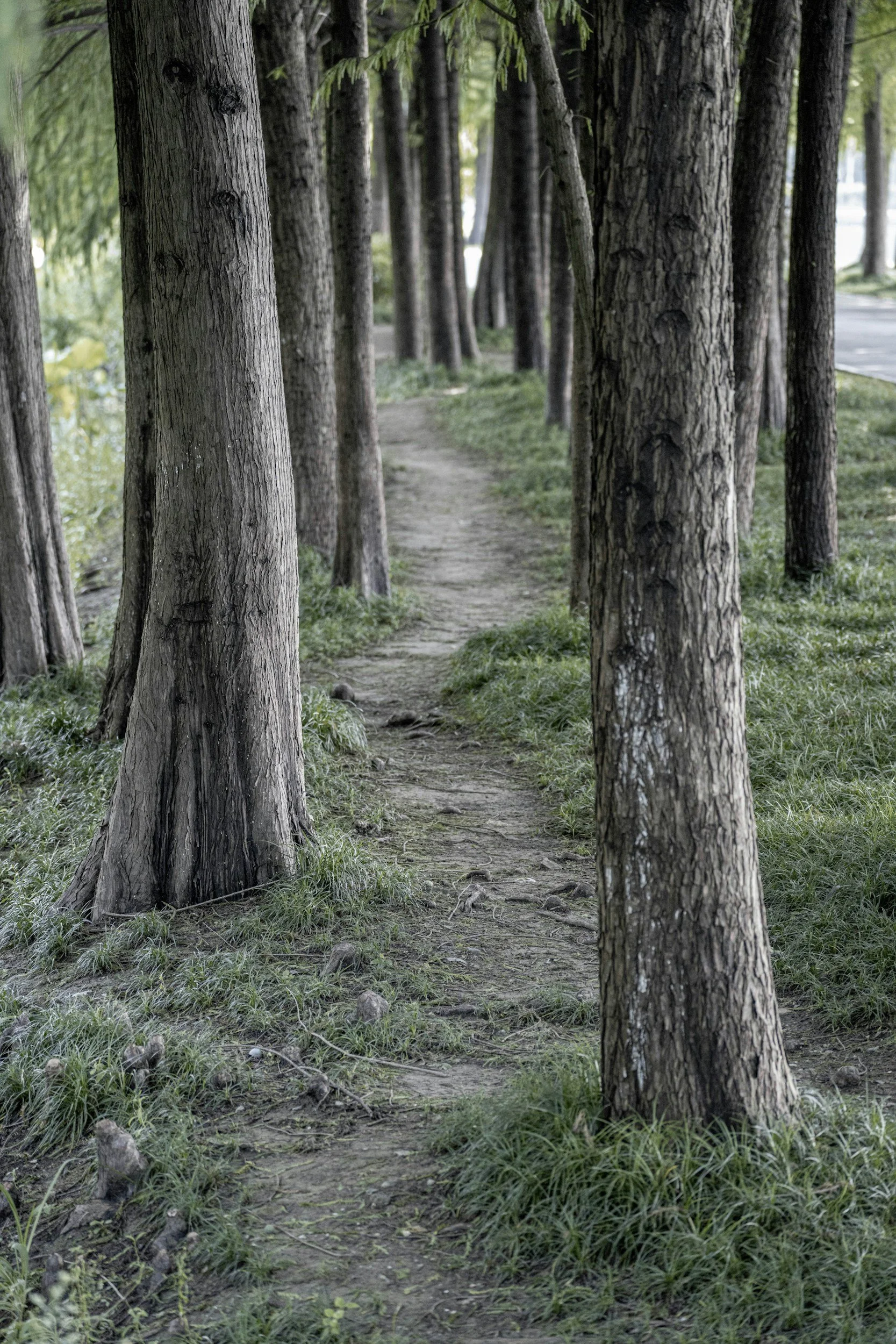 A narrow dirt trail winds through a line of tall trees with textured bark in a green, wooded area.