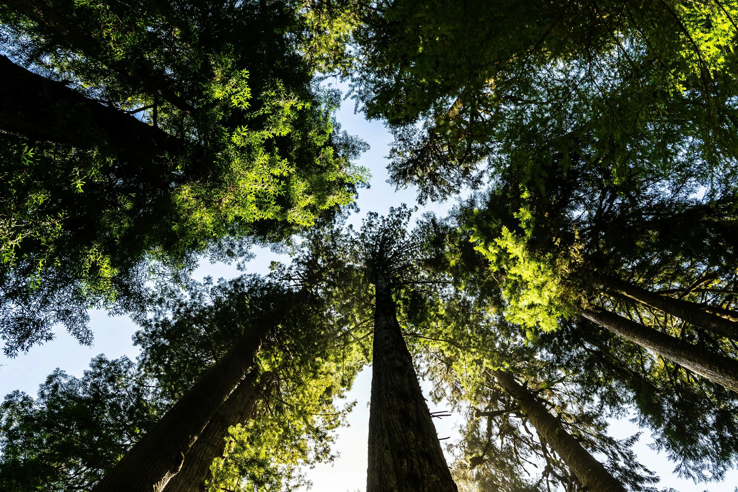 Looking up at tall pine trees in a forest with sunlight filtering through the green foliage.