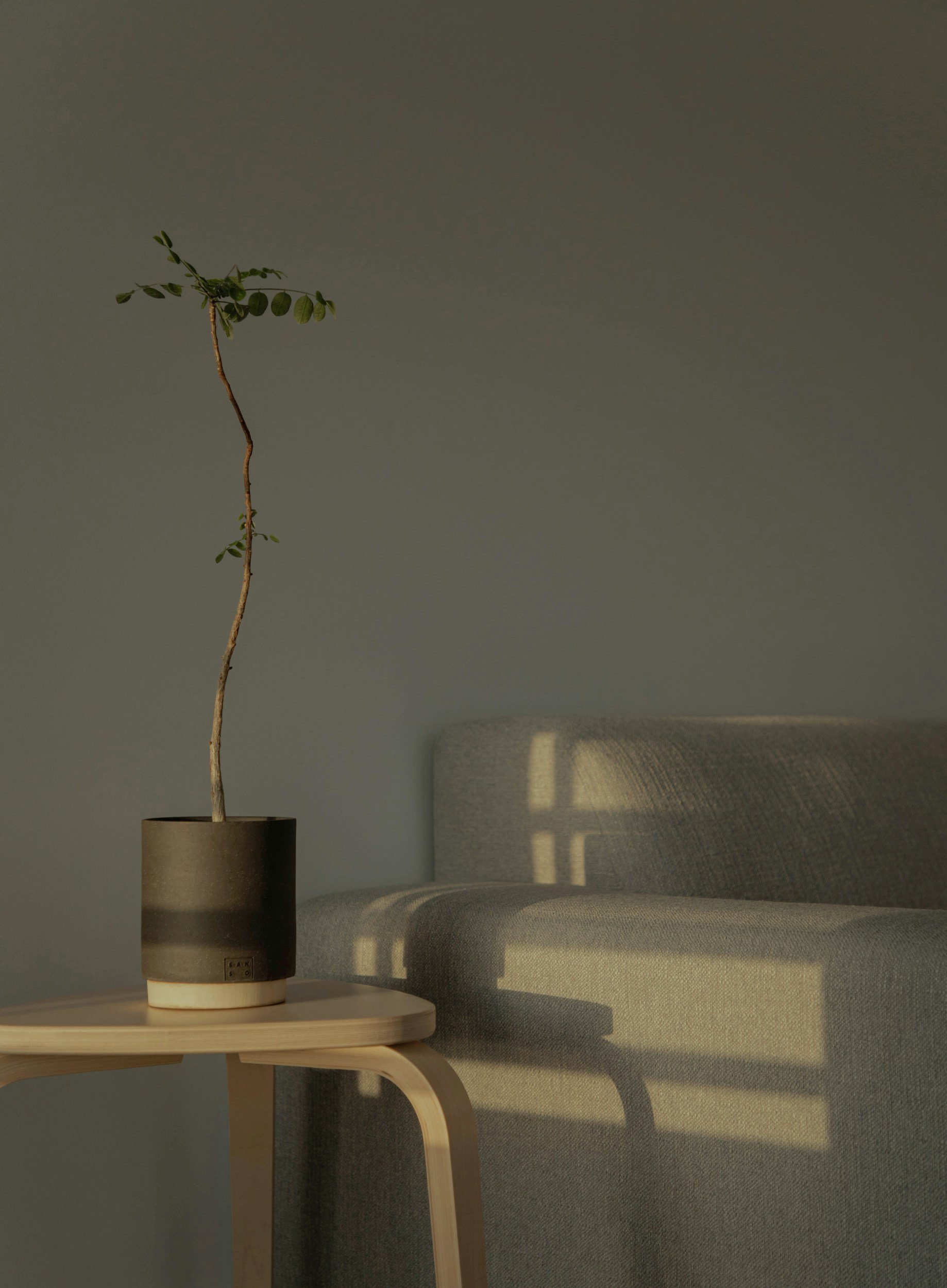 A single green leafy plant in a black pot on a light wooden table, with natural sunlight creating shadows on a gray wall and sofa in the background.