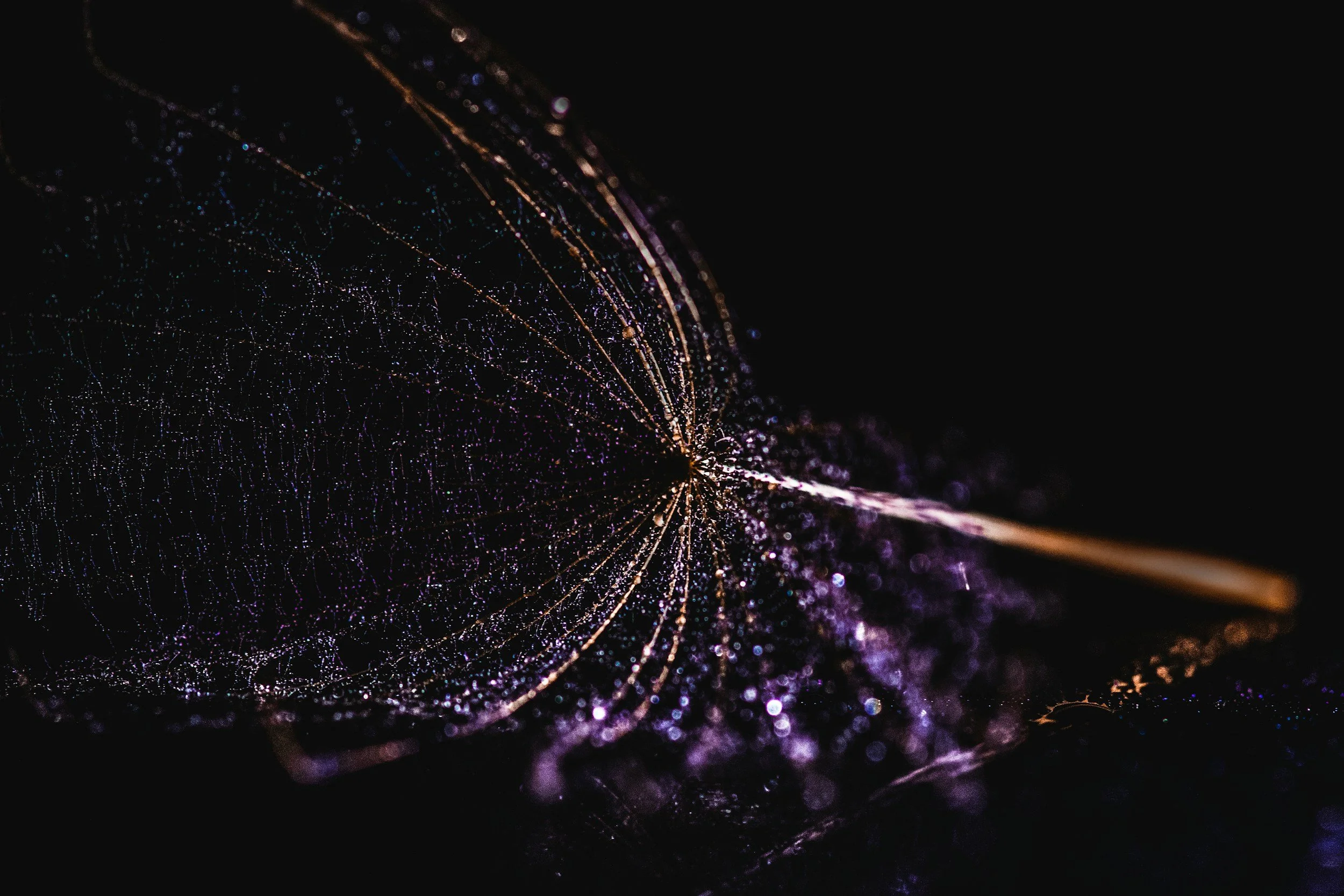 Close-up of a glowing, intricate spider web with tiny water droplets, set against a dark background.