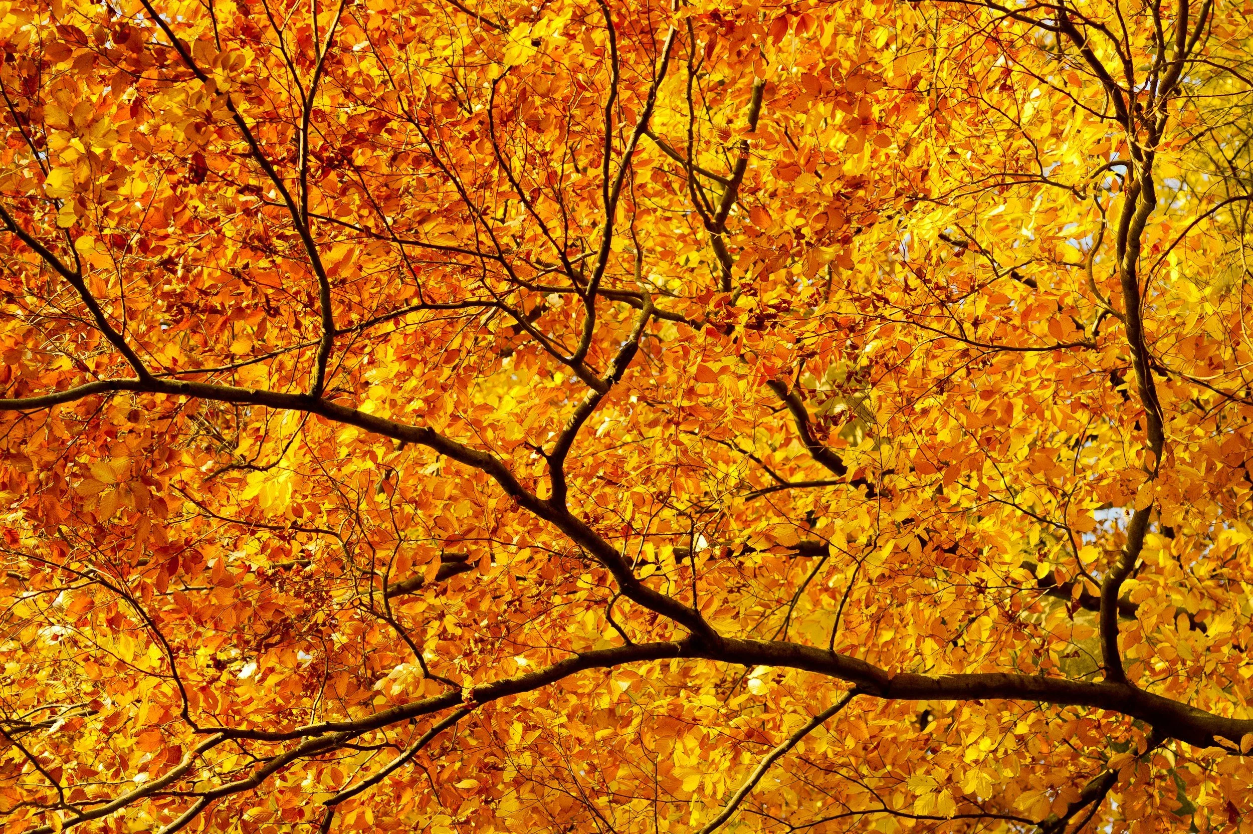 Bright orange, yellow, and red autumn leaves on tree branches