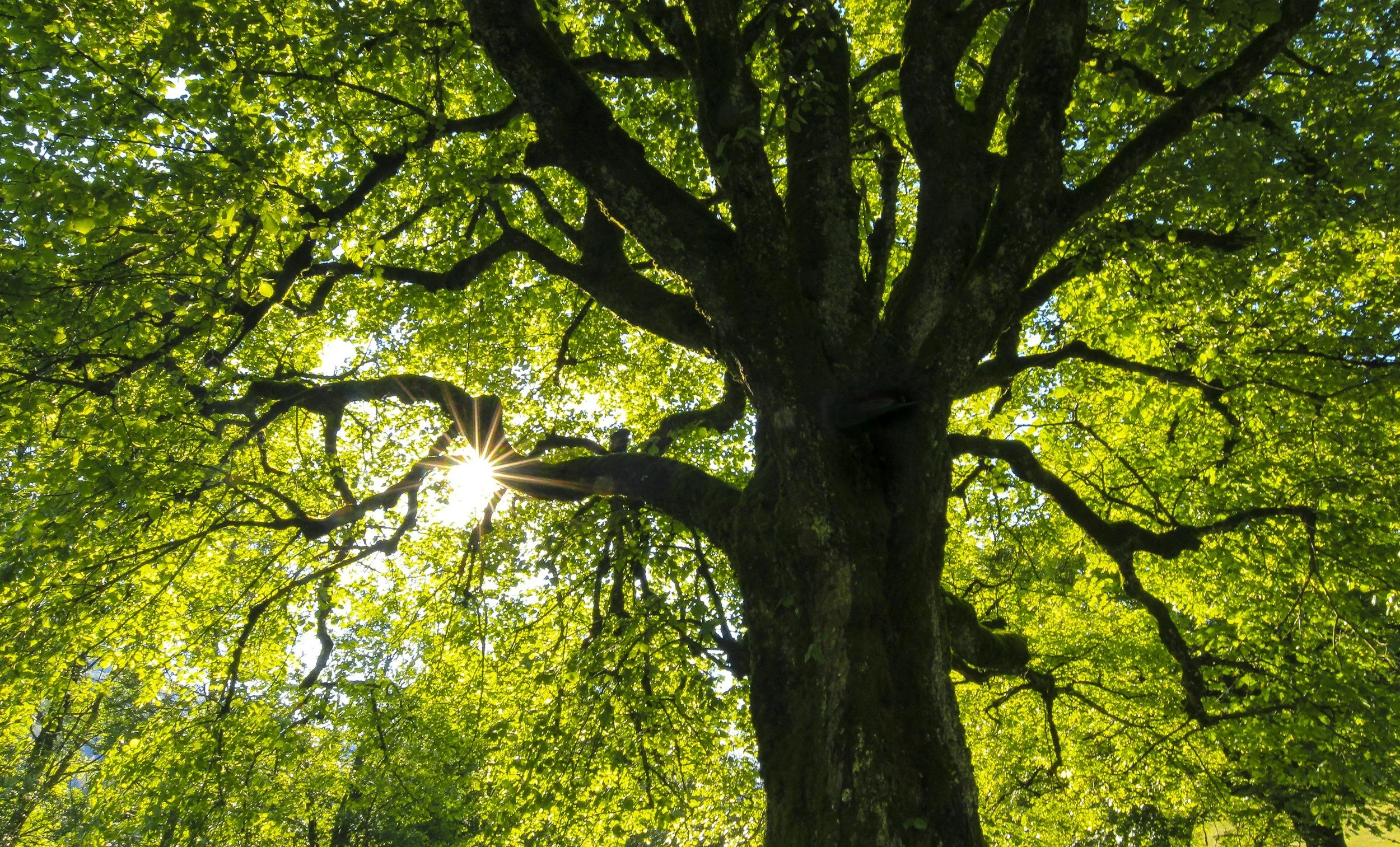 Looking up at a tall tree with bright green leaves and sunlight shining through the branches.