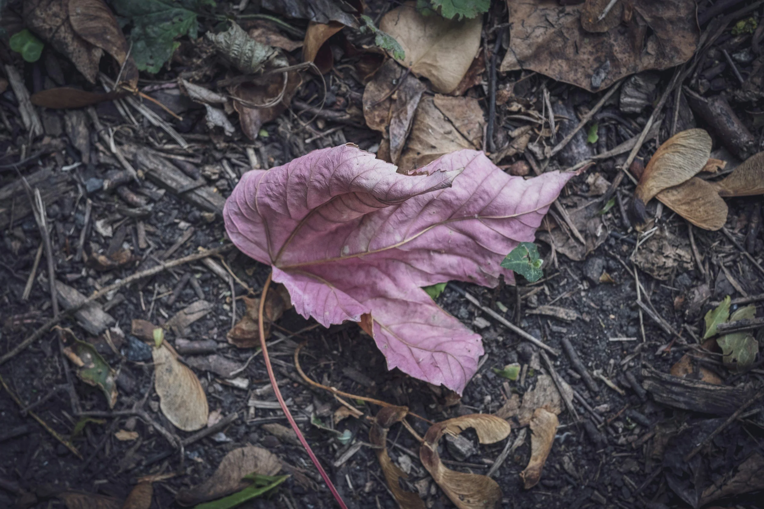 A pink fallen leaf on the ground surrounded by dry and decayed leaves and twigs.