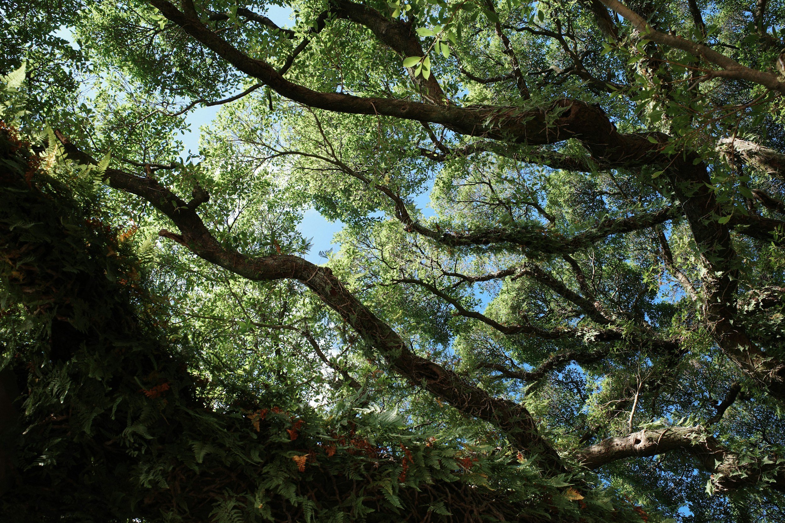 Looking up at tall trees with leafy branches and a bright blue sky overhead.