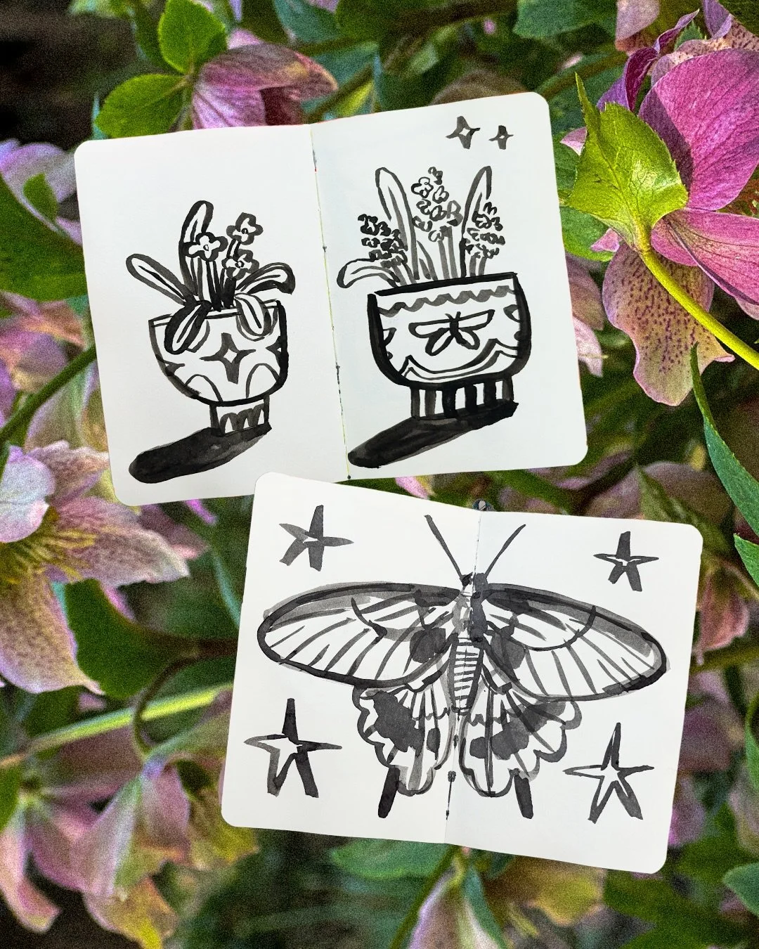 moths and pots 🦋🪴