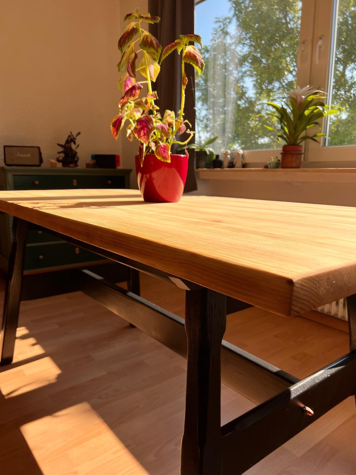 A wooden table with potted plants, including a variegated plant in a red pot and another plant in a brown pot, placed near a window with sunlight streaming in.