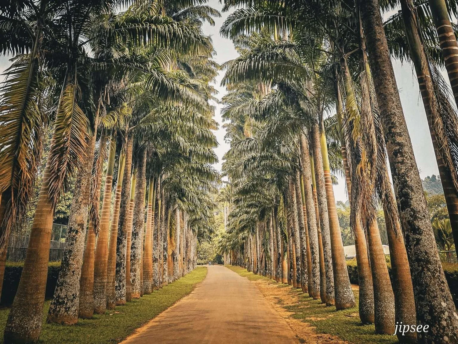 jardin botanique kandy sri lanka