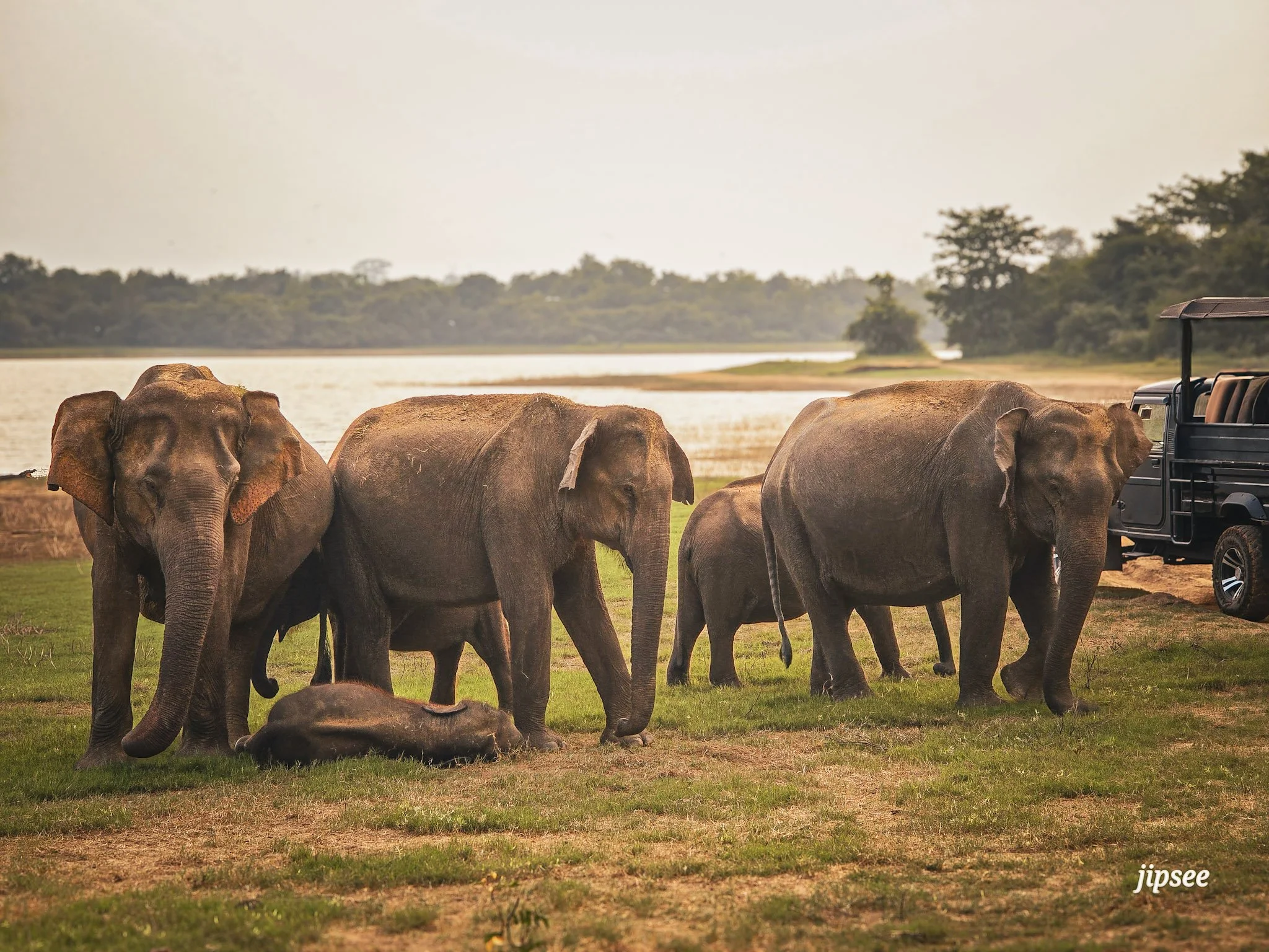 Safari à Udawalawe : éléphants sauvages, coucher de soleil et hôtel de rêve au Sri Lanka 🐘🌅