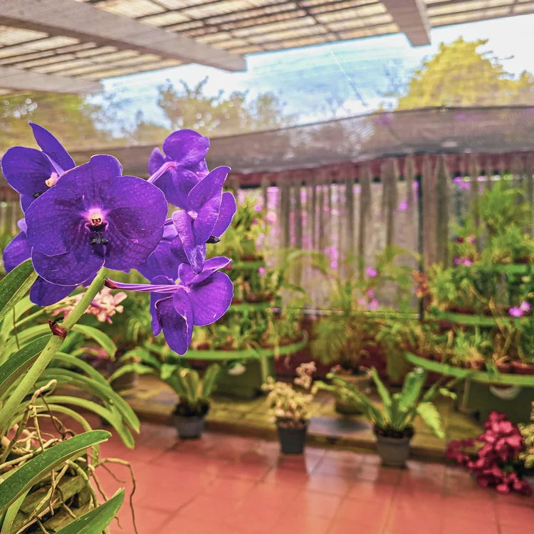 orchidée violette dans une serre