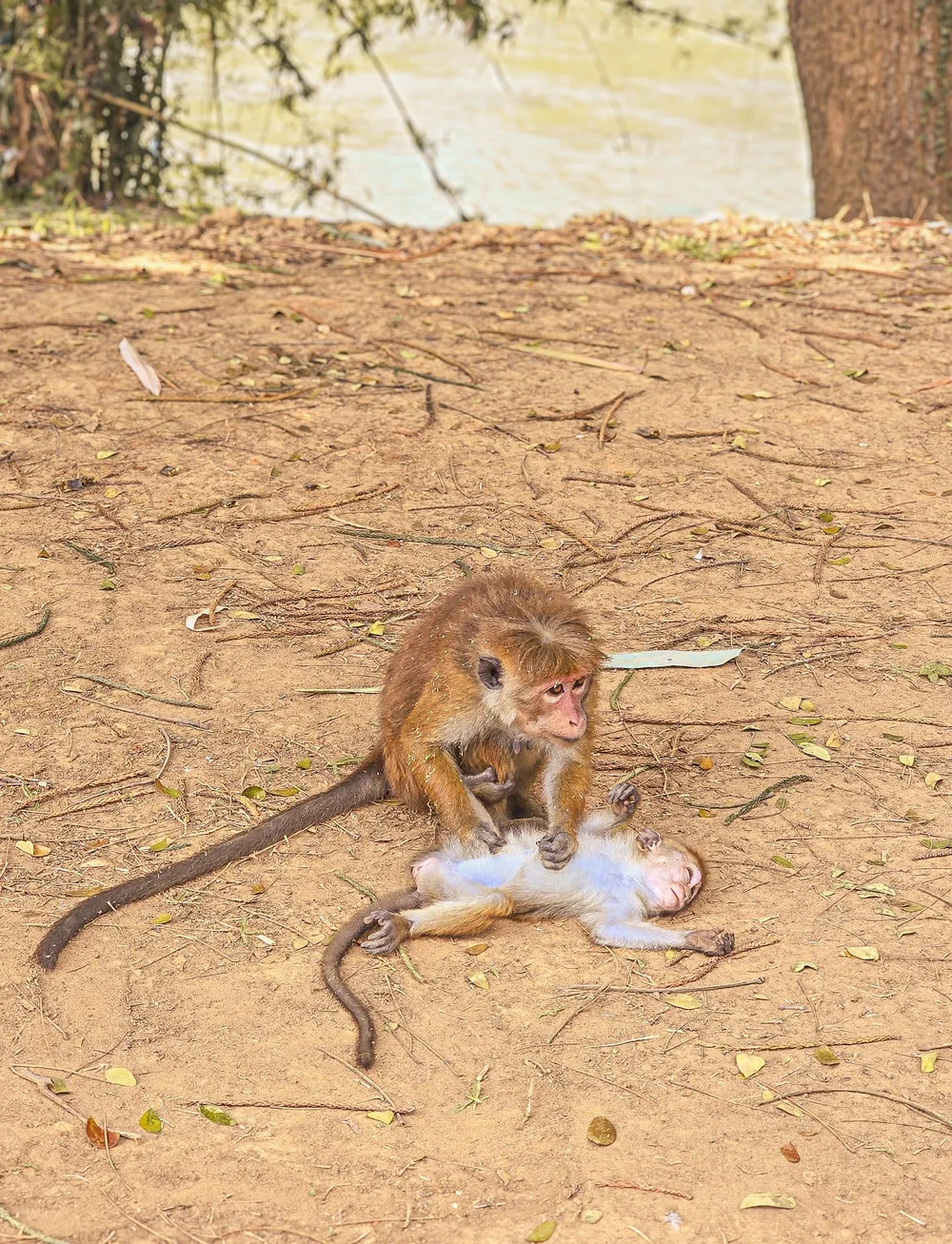 maman singe s'occupant de son bébé allongé sur du sable
