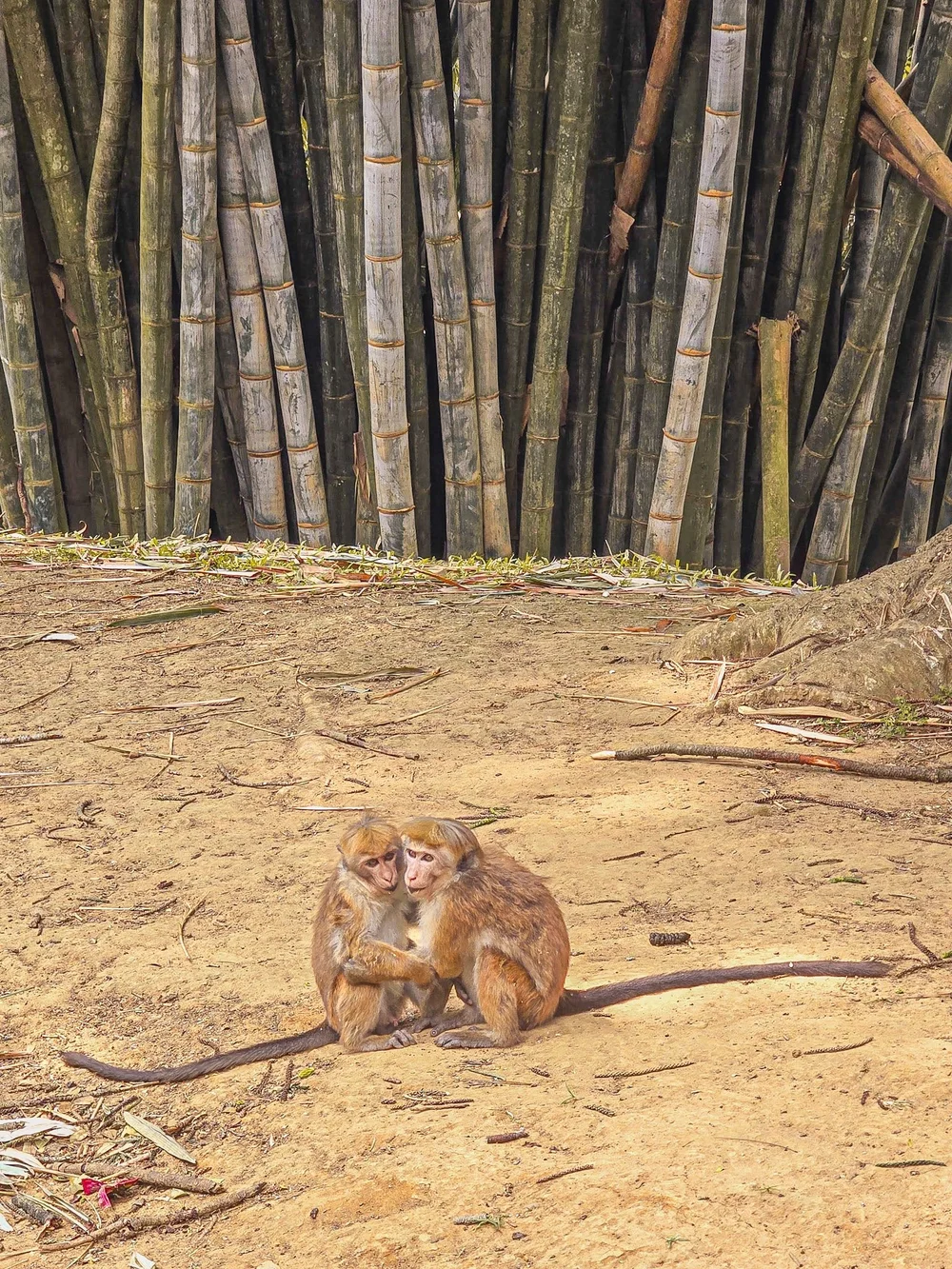 couple de singe enlacé sur du sable devant des bambous