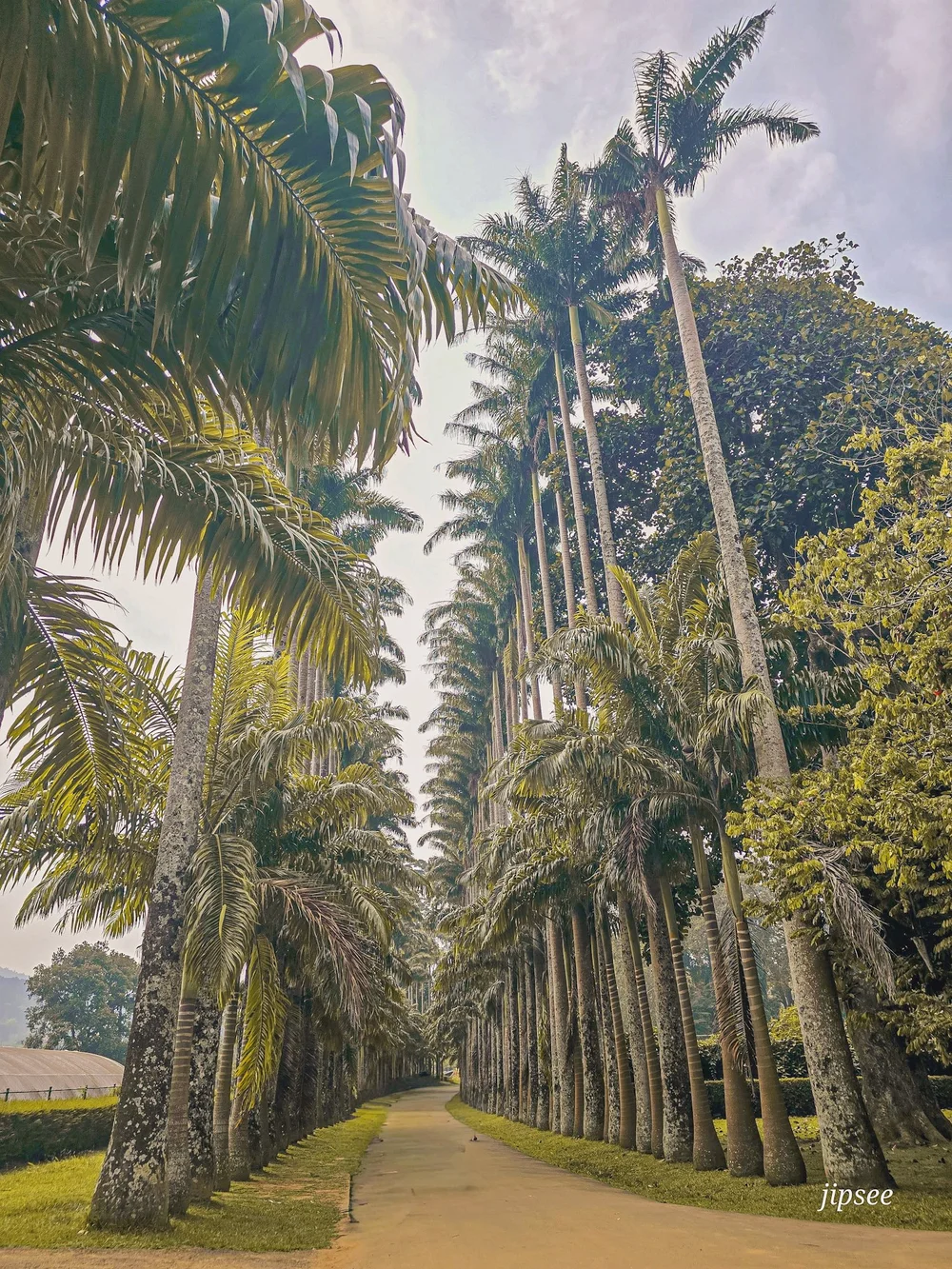 immense allée de palmiers du jardin botanique de kandy au sri lanka