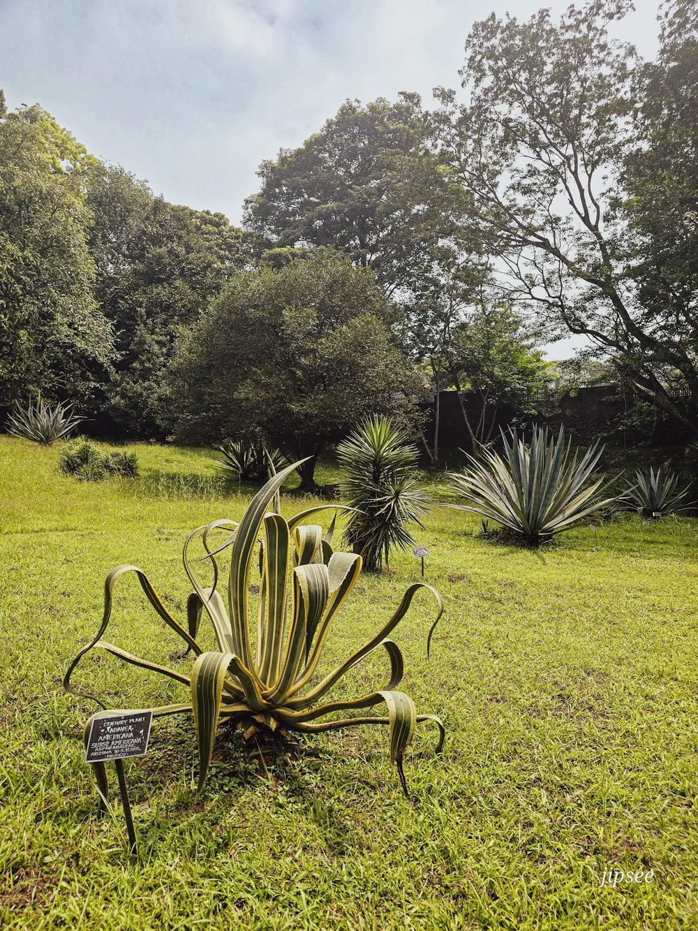 aloe vera geant planté dans l'herbe