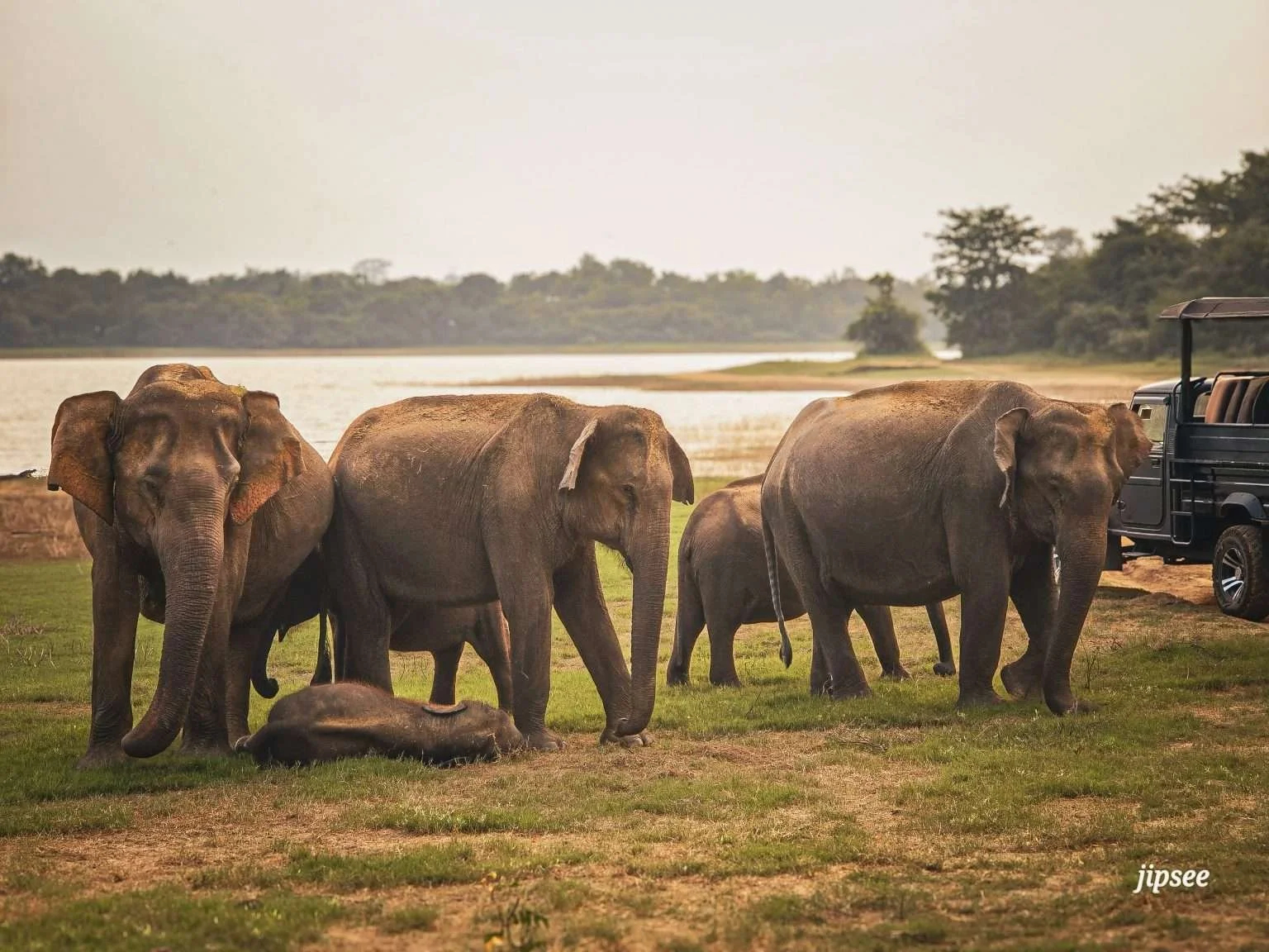 elephants-udawalawa-sri-lanka